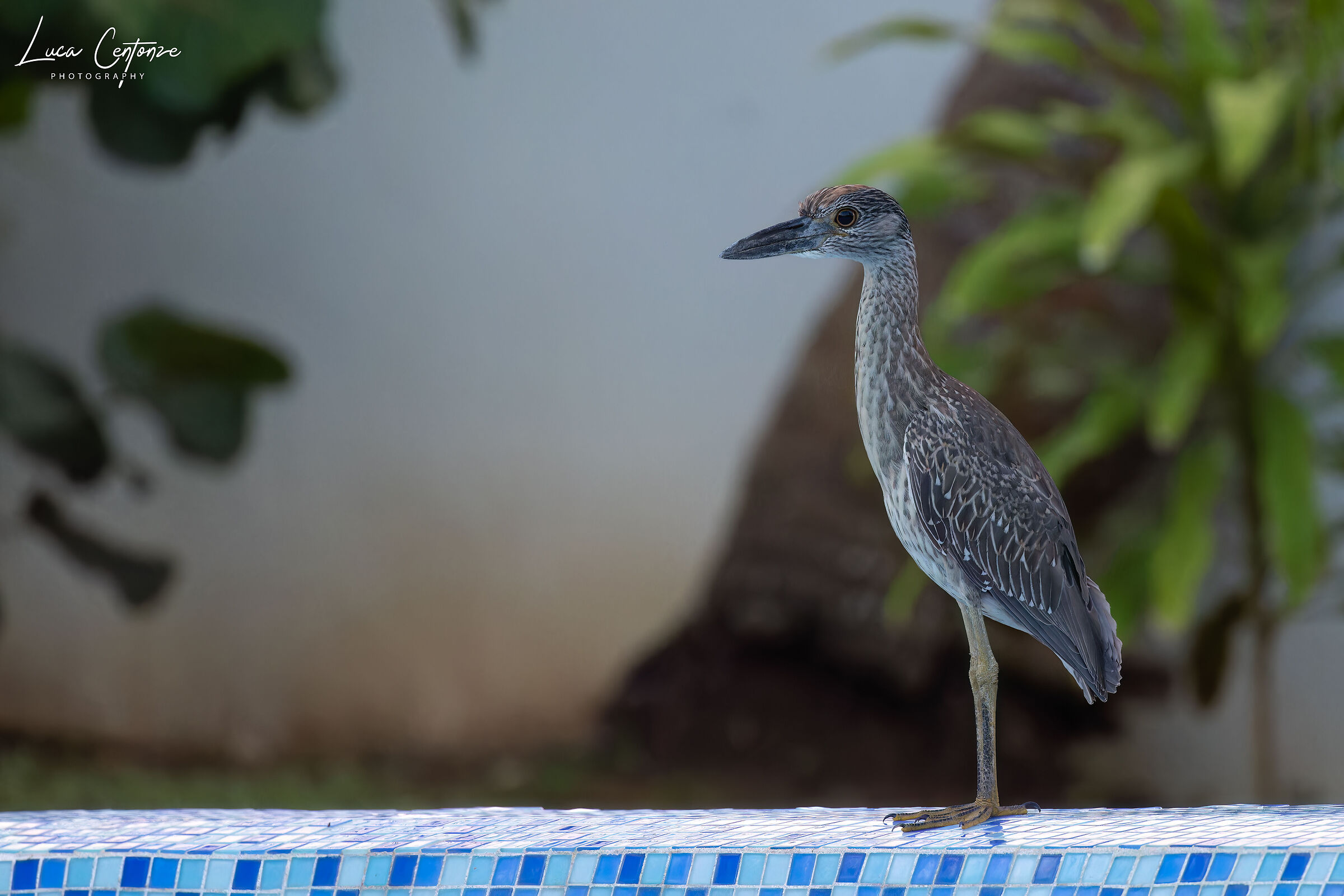 Yellow-crowned Night-Heron (femmina)