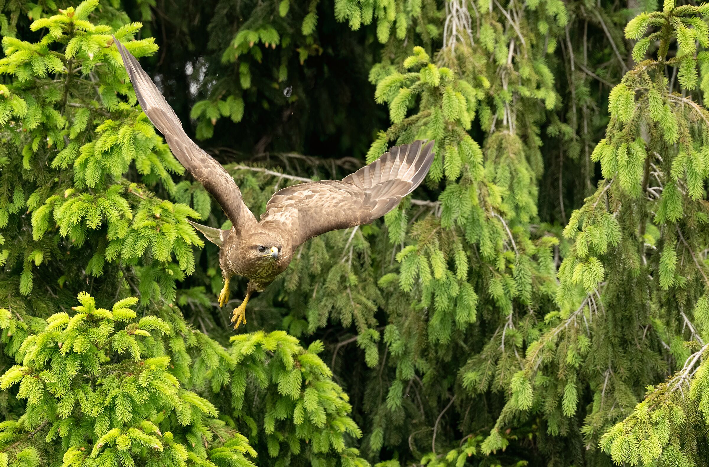 The detachment of the buzzard