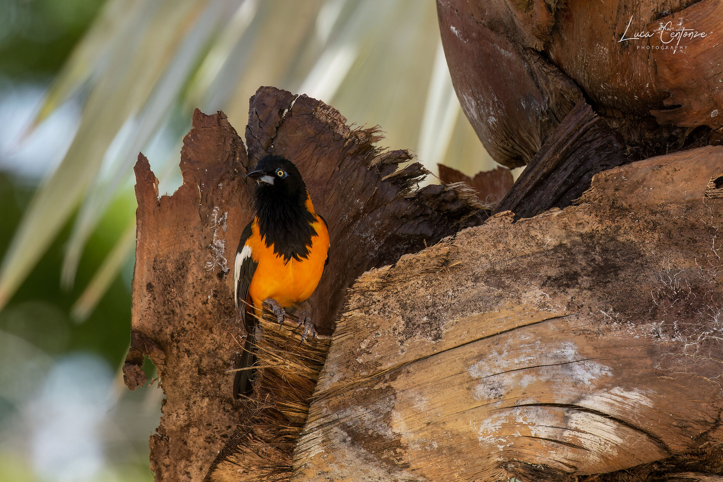 Venezuelan Troupial (Icterus icterus)