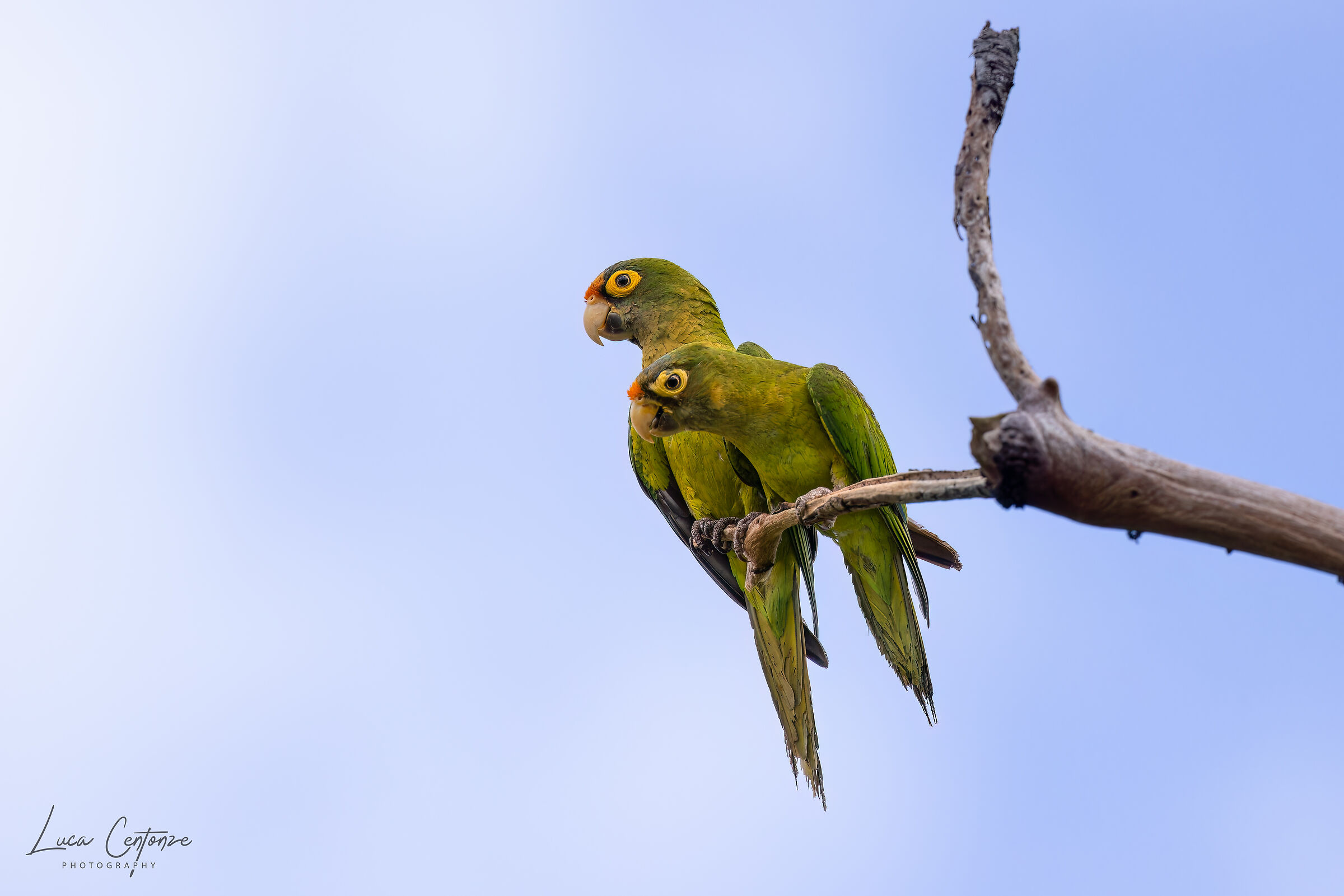 Orange-fronted Parakeet