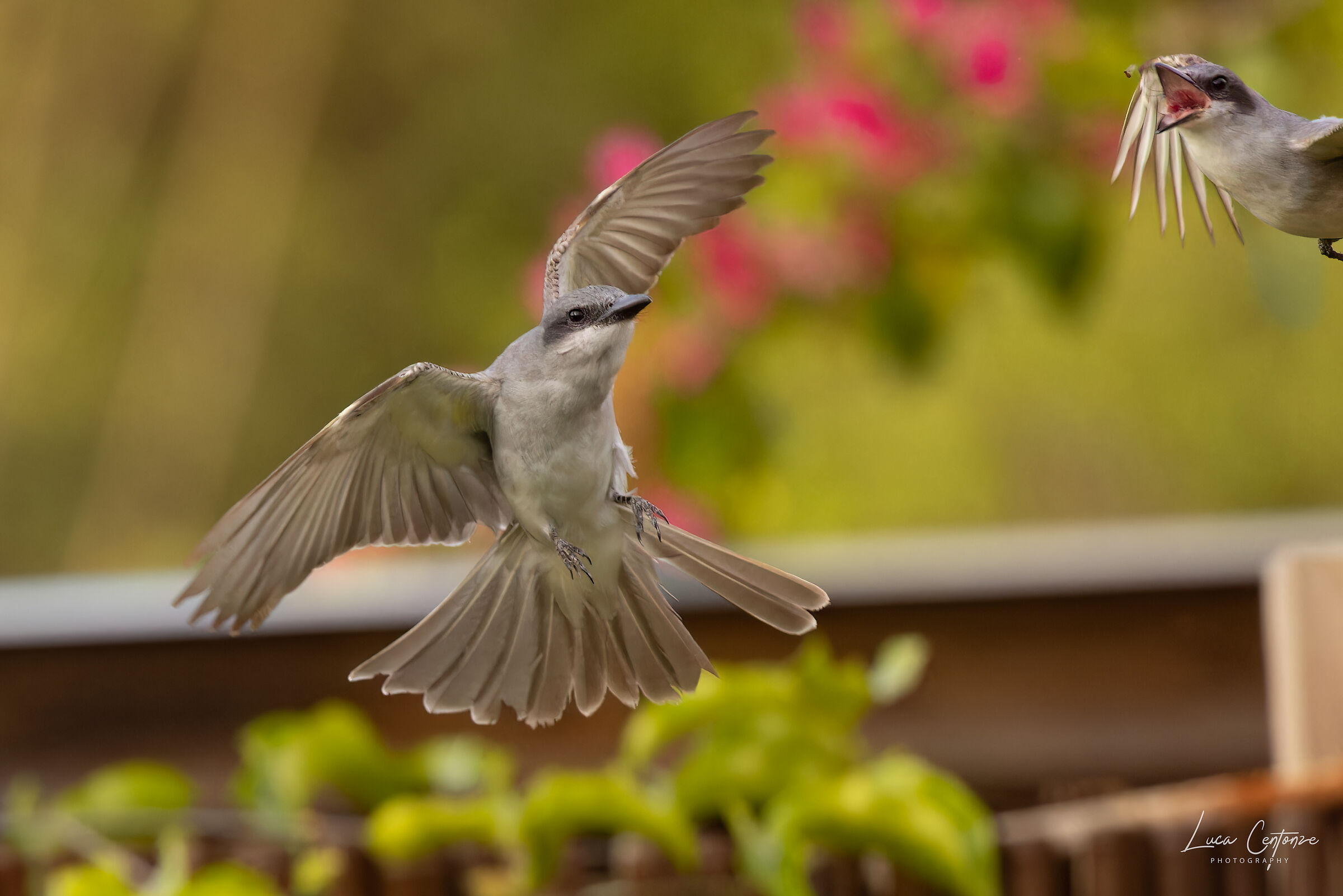 Gray Kingbird