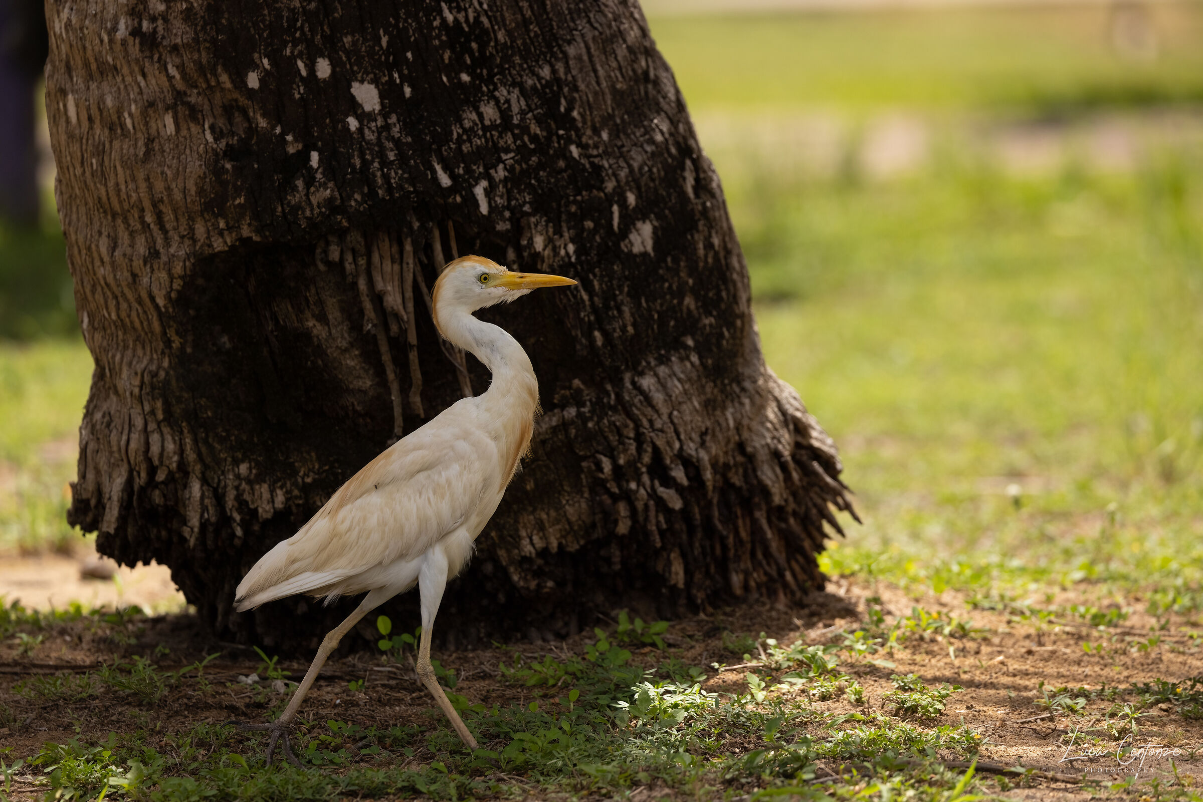Cattle Egret (Bubulcus Ibis)
