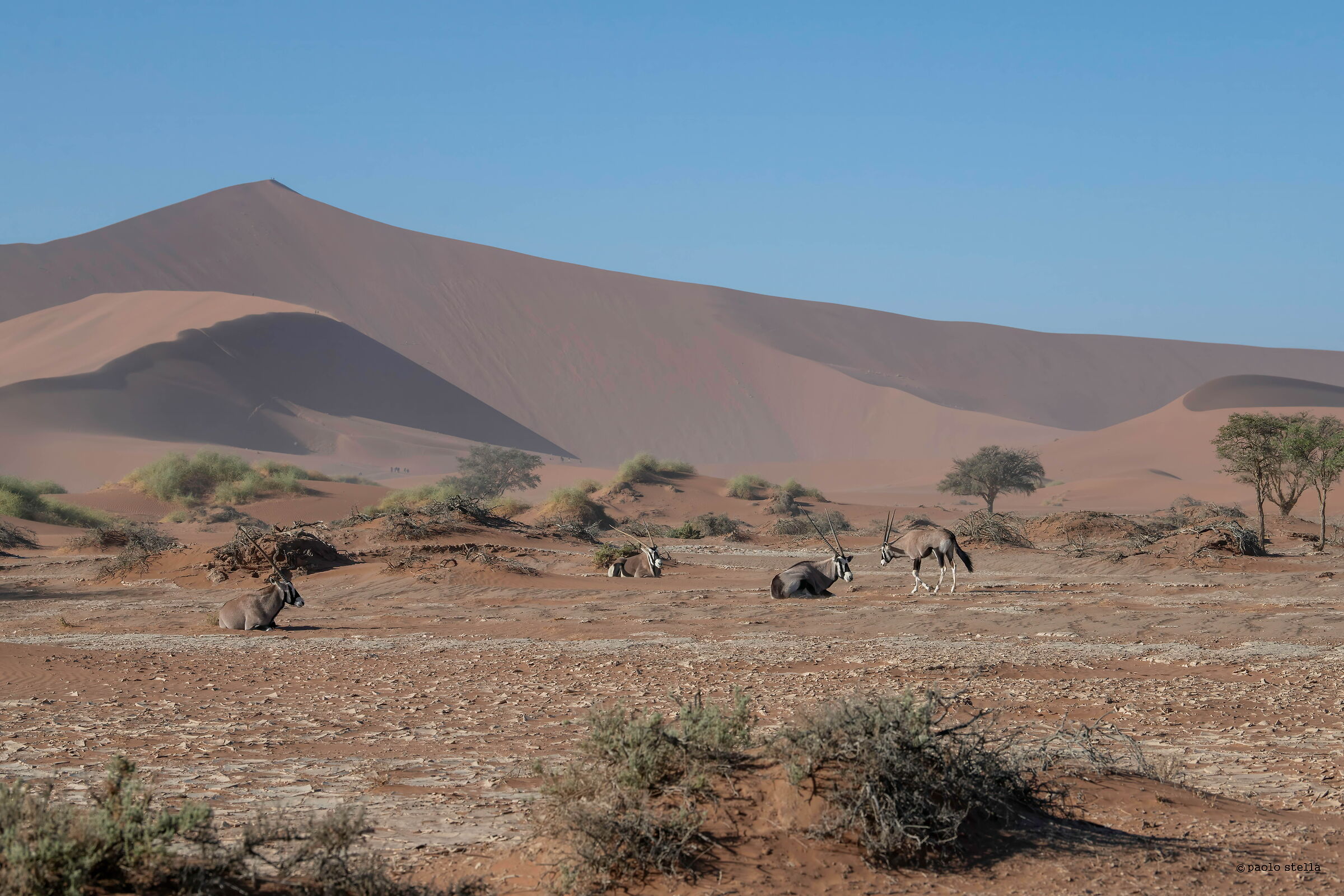 oryxes in Sossusvlei