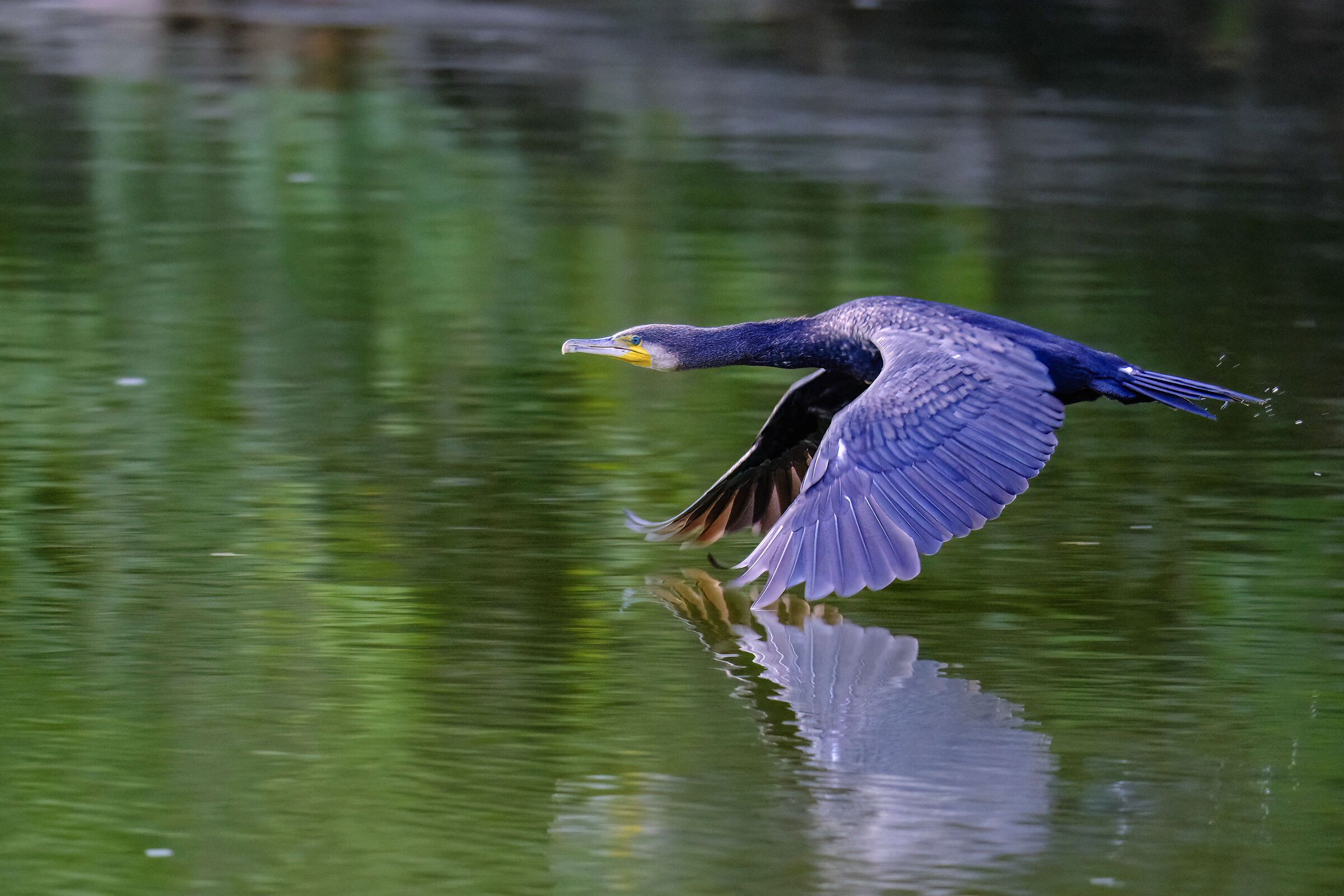 Cormorano- volo radente