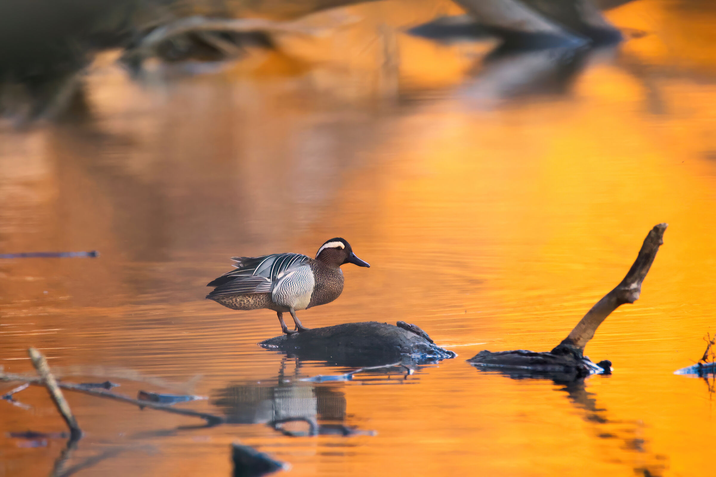Oca Marzaiola al tramonto