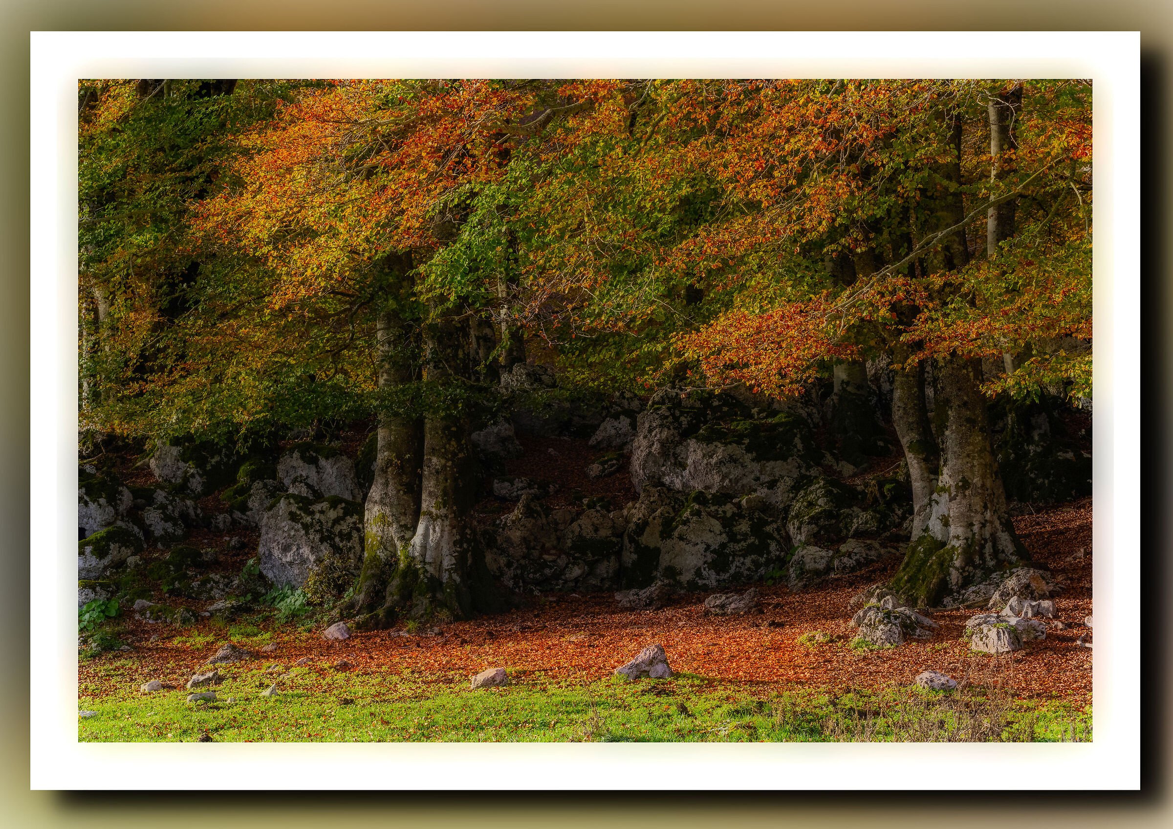 Uscita dal bosco dopo esplorazione