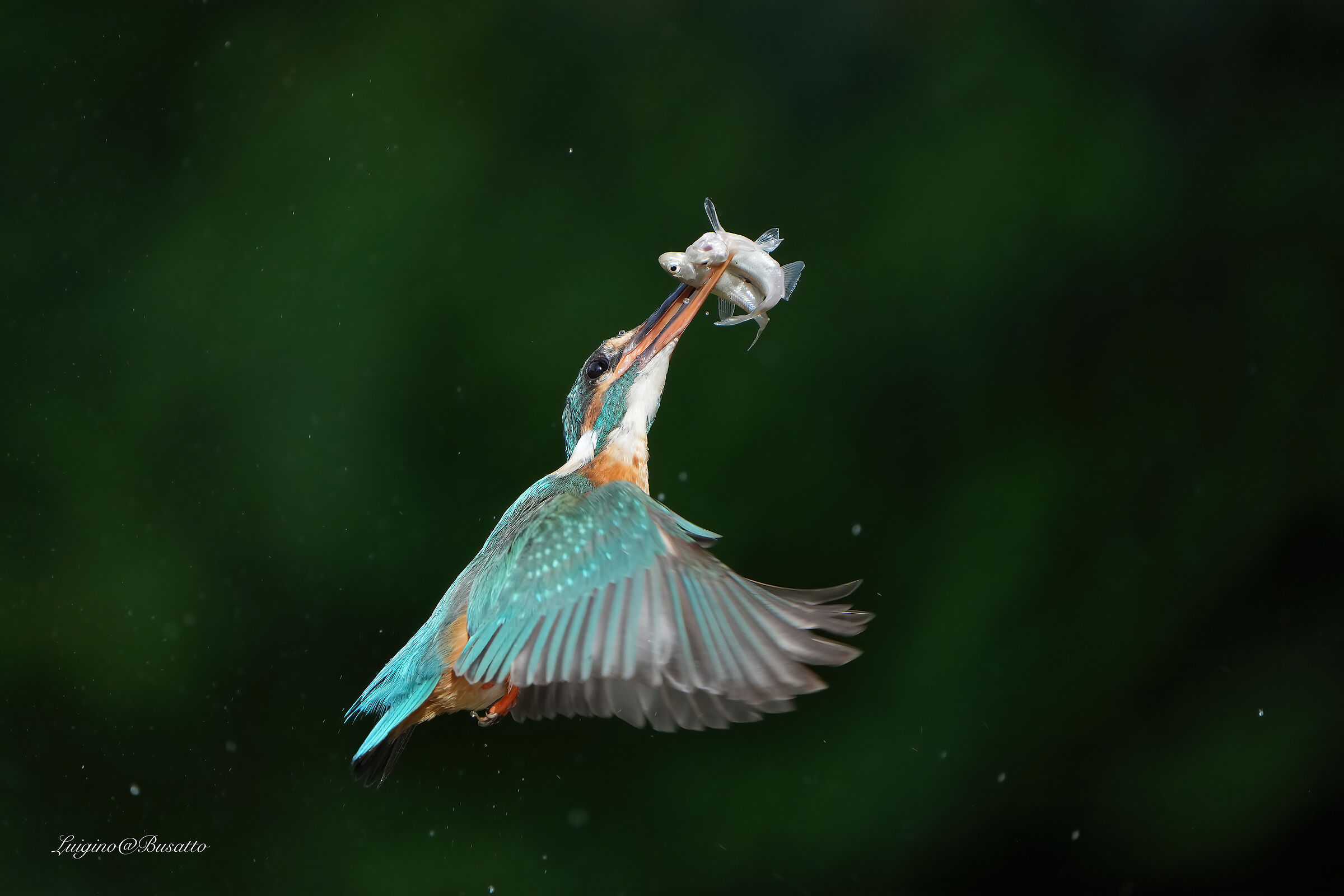 Hungry female kingfisher ....