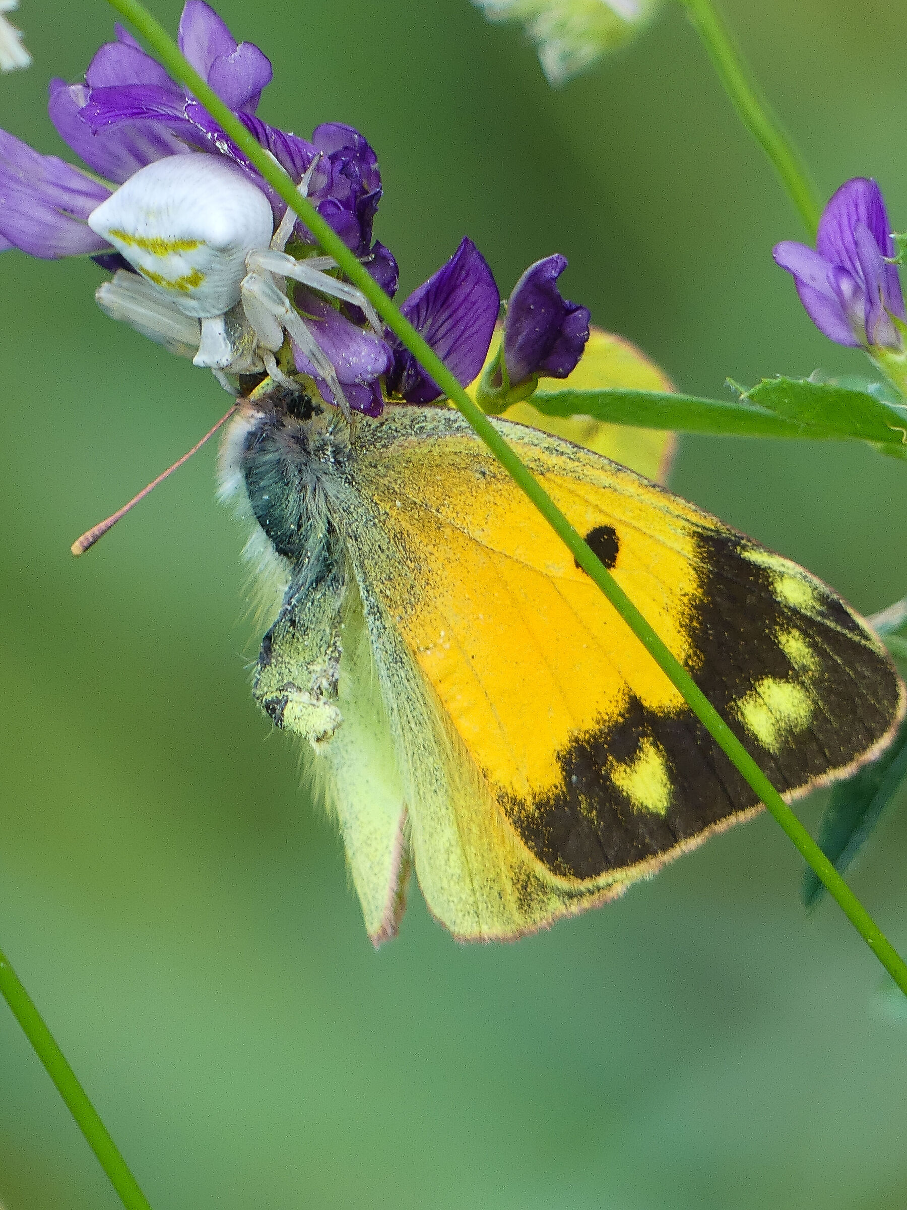 Colias croceus predata dal ragno camaleonte