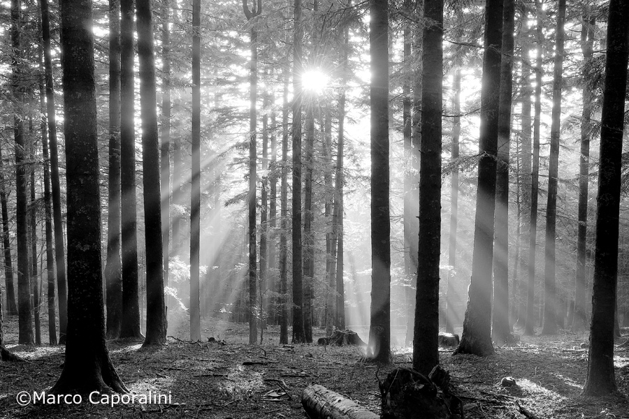 Blades of light in forest