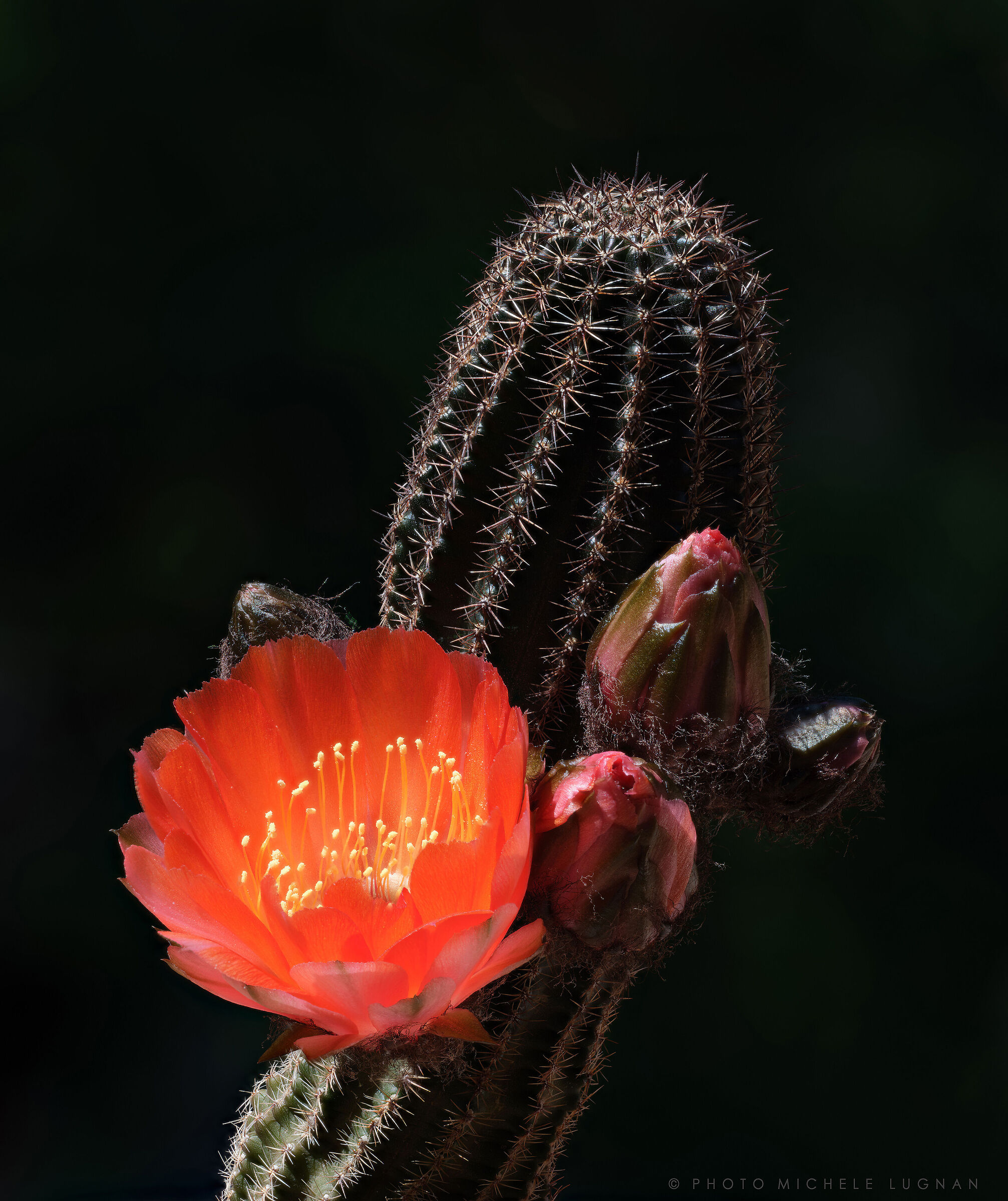Echinopsis amblayensis form Amblayo, Salta, Argentina
