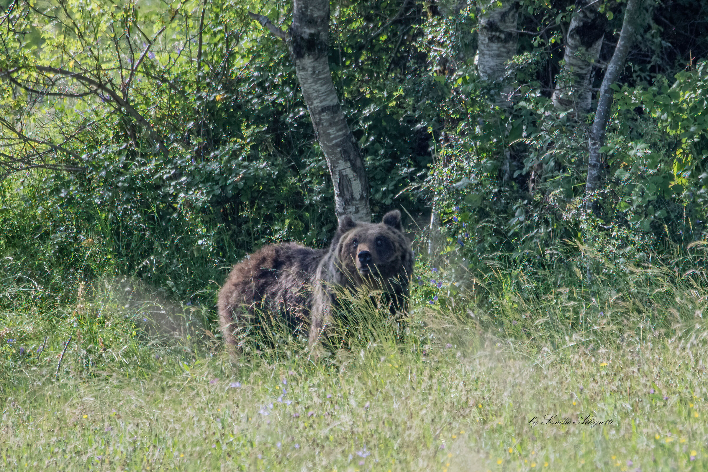 L'orso bruno marsicano (Ursus arctos marsicanus)