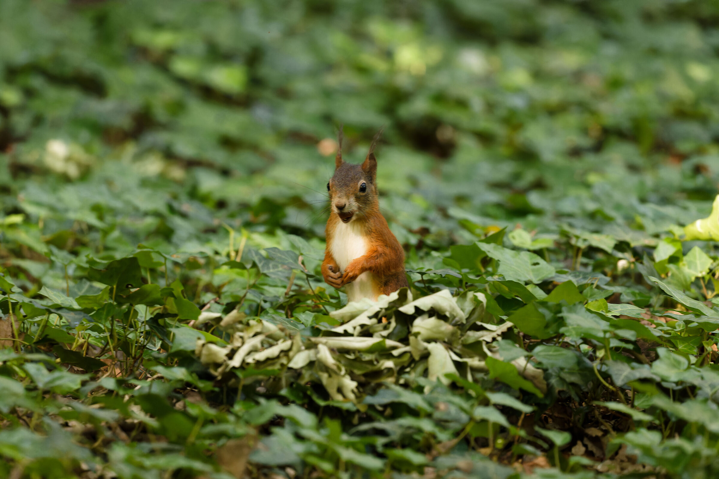 Squirrel