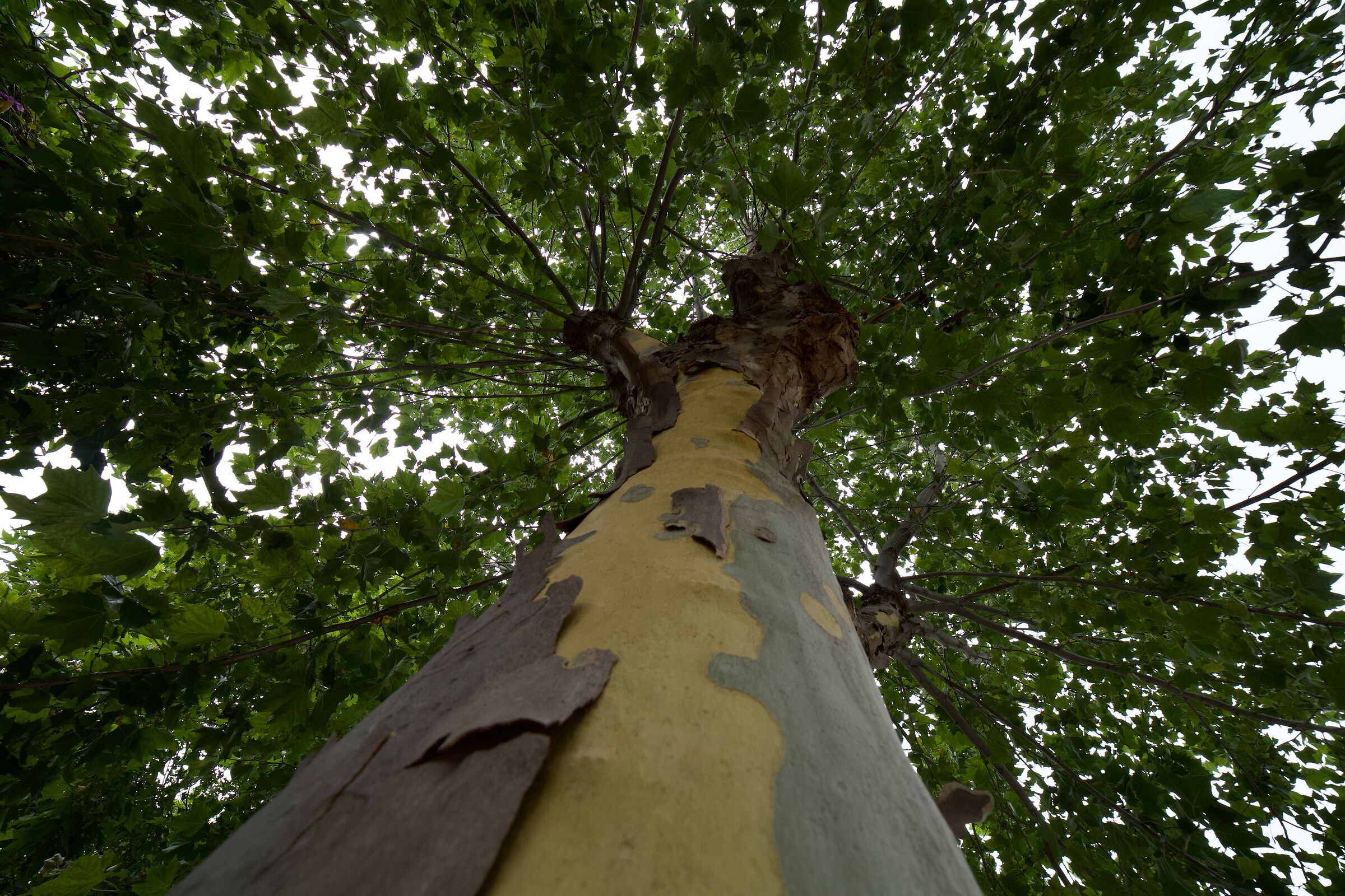Alberi in libertà 1