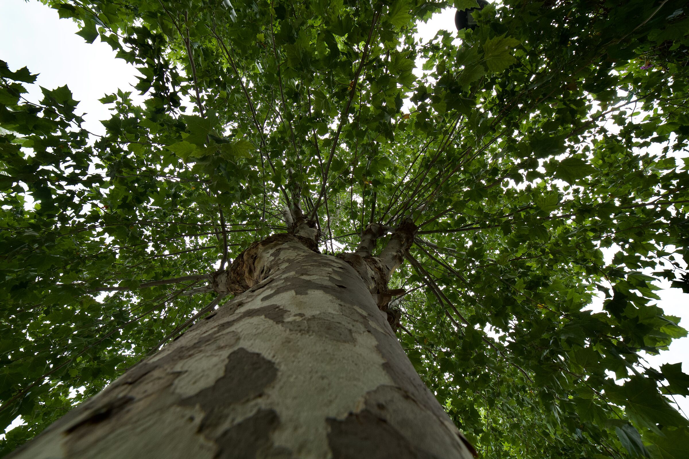Alberi in libertà 2