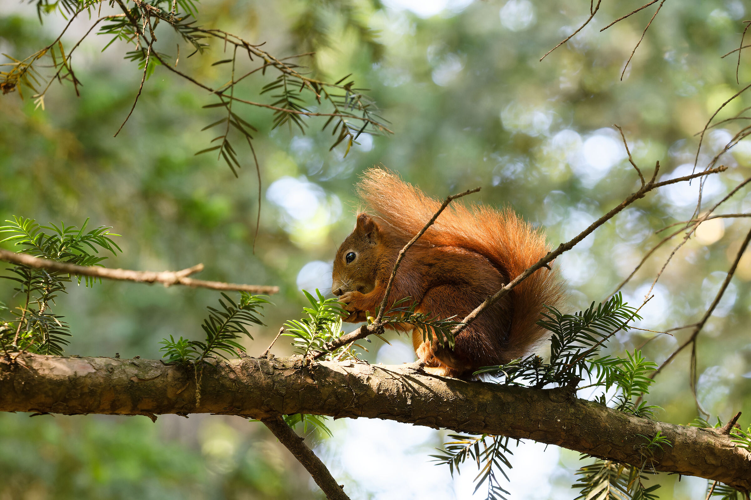 Squirrel Austria