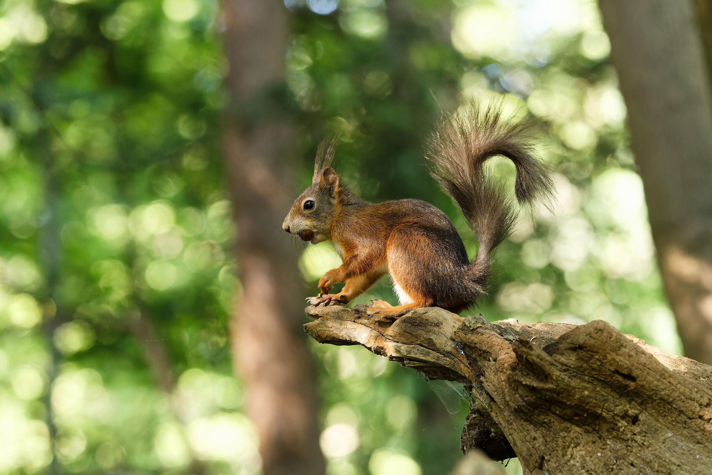 Squirrel Austria 2