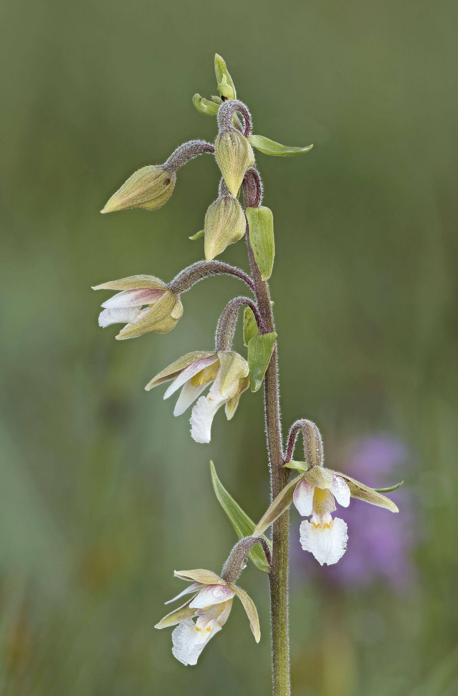 Epipactus palustris
