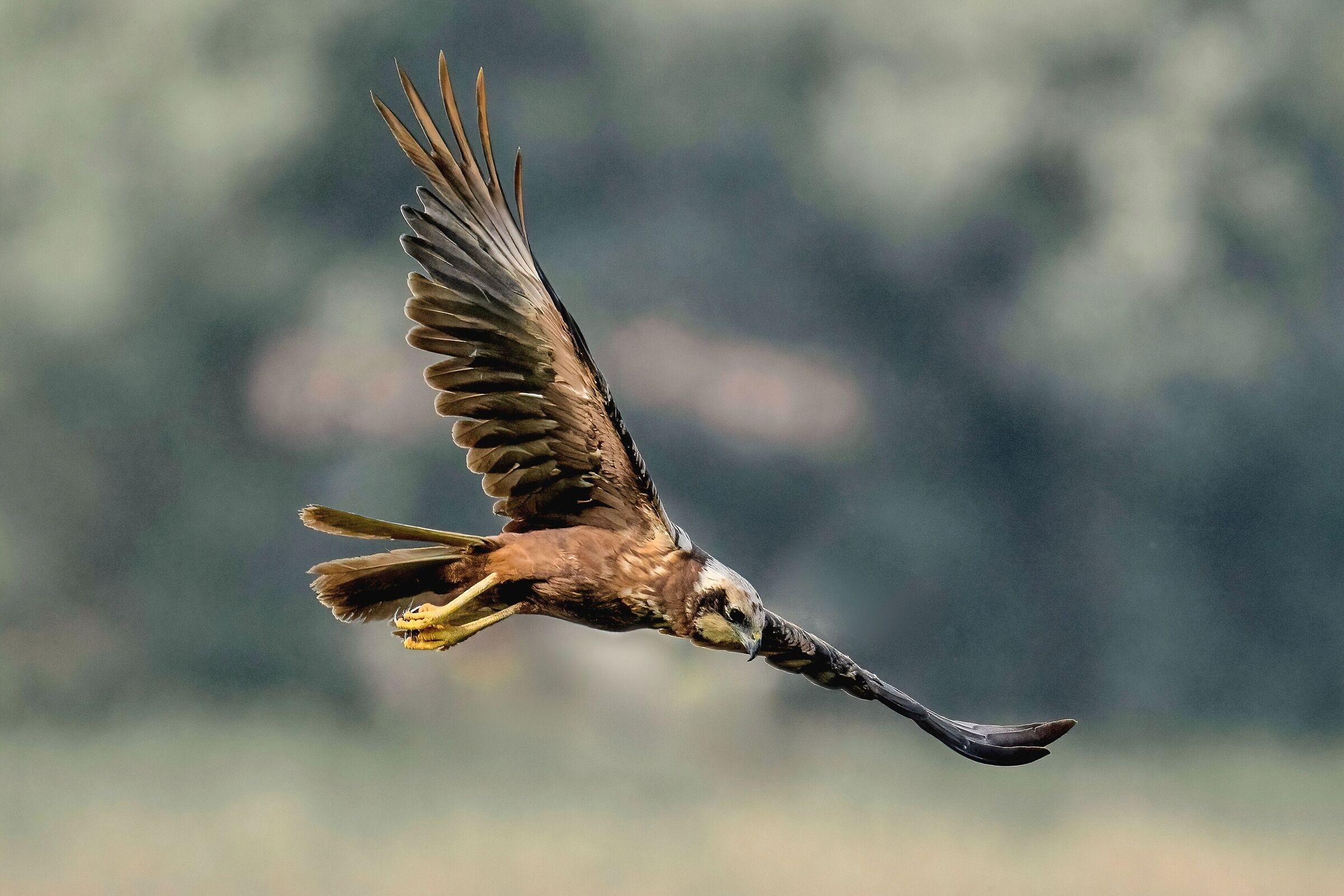 Marsh harrier (Circus aeruginosus)