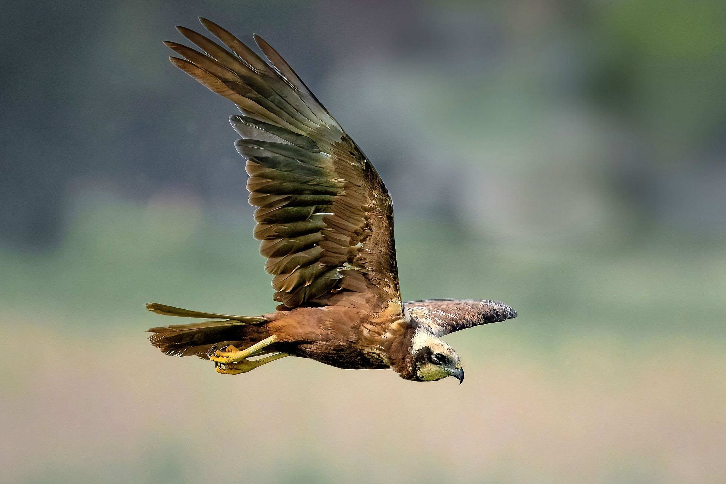 Marsh harrier (Circus aeruginosus)