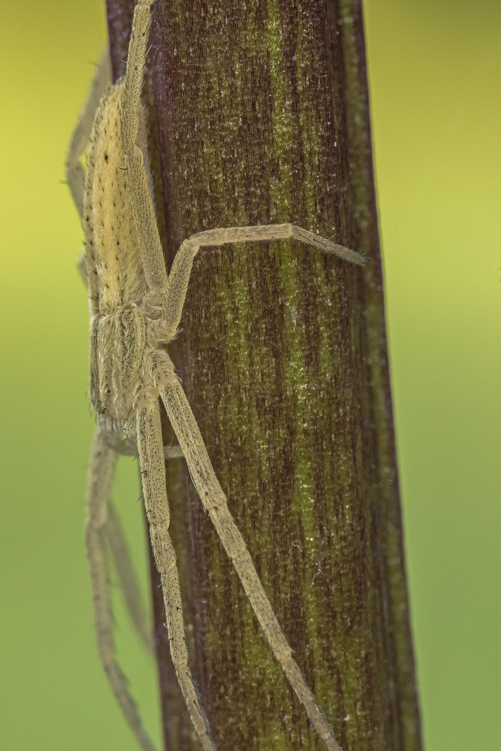 U.M.S (Unidentified Mimetic Spider)