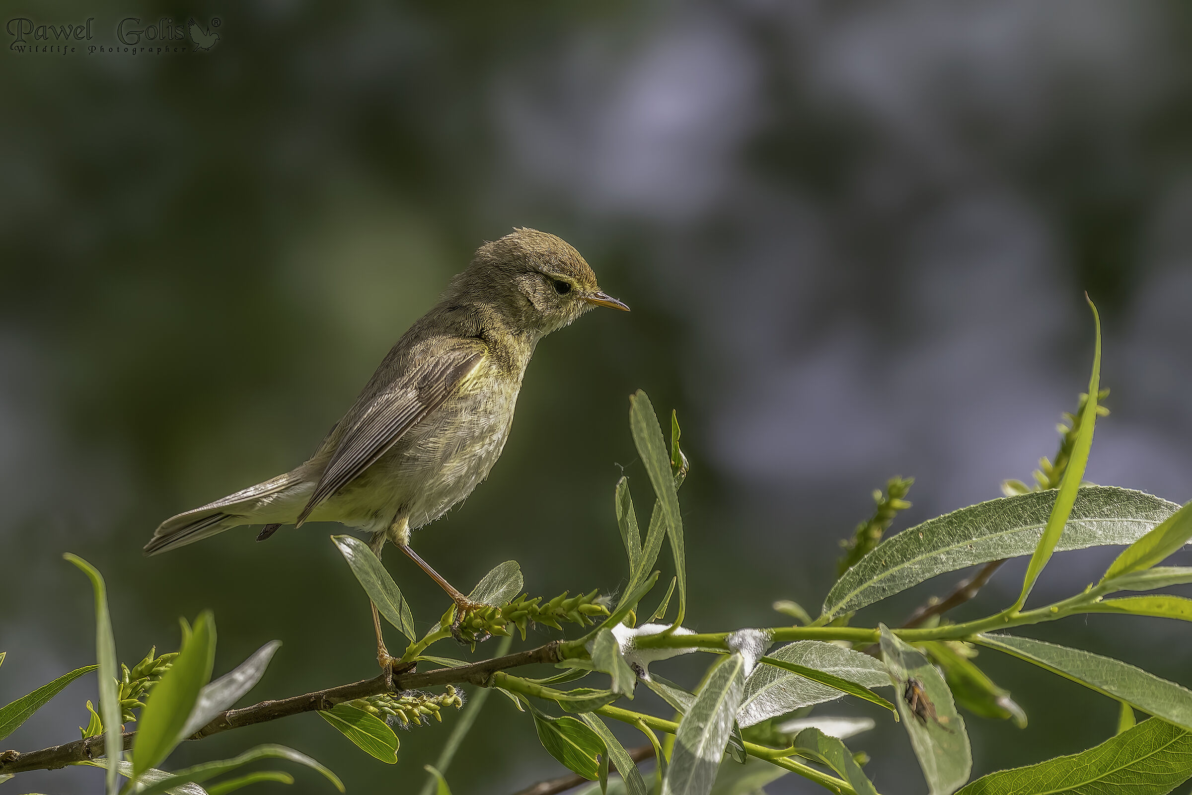Pula comune (Phylloscopus collybita)