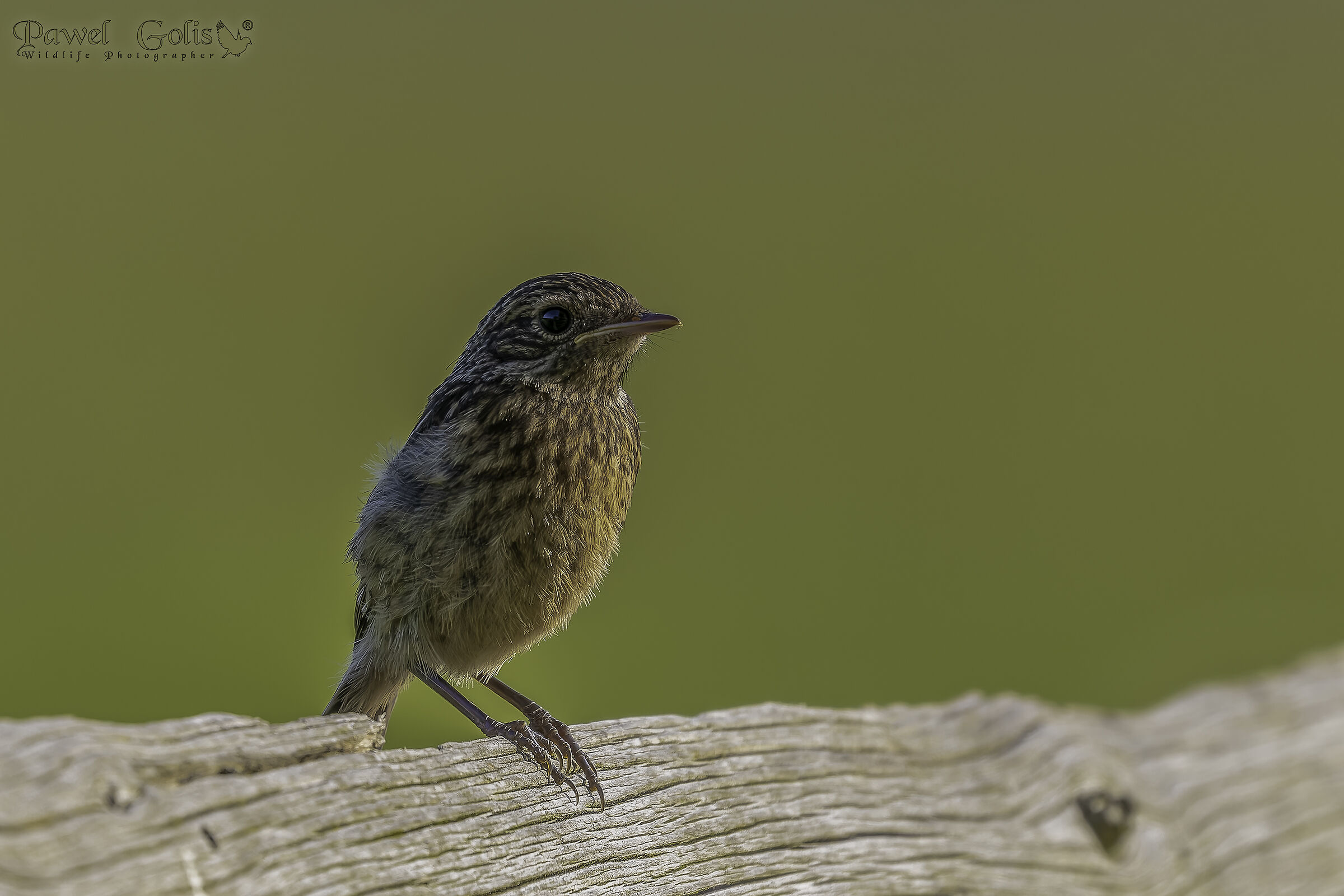 Stonechat europea (Saxicola rubicola)