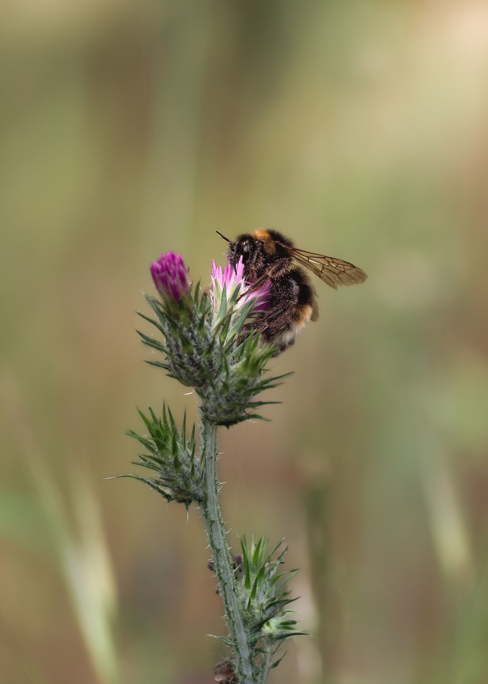 L'ape e la vespa si cibano degli stessi fiori