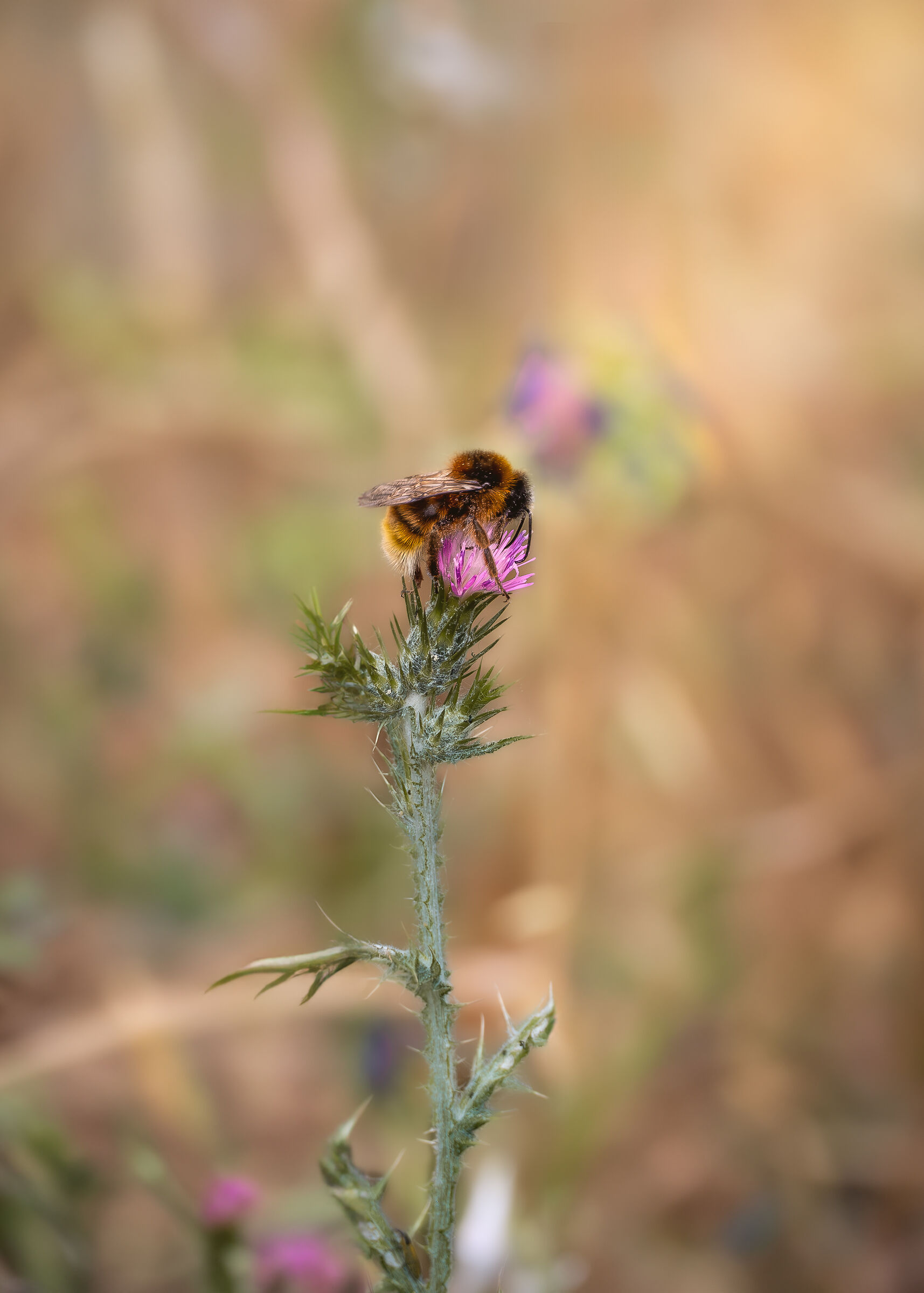 L'ape e la vespa si cibano degli stessi fiori 2