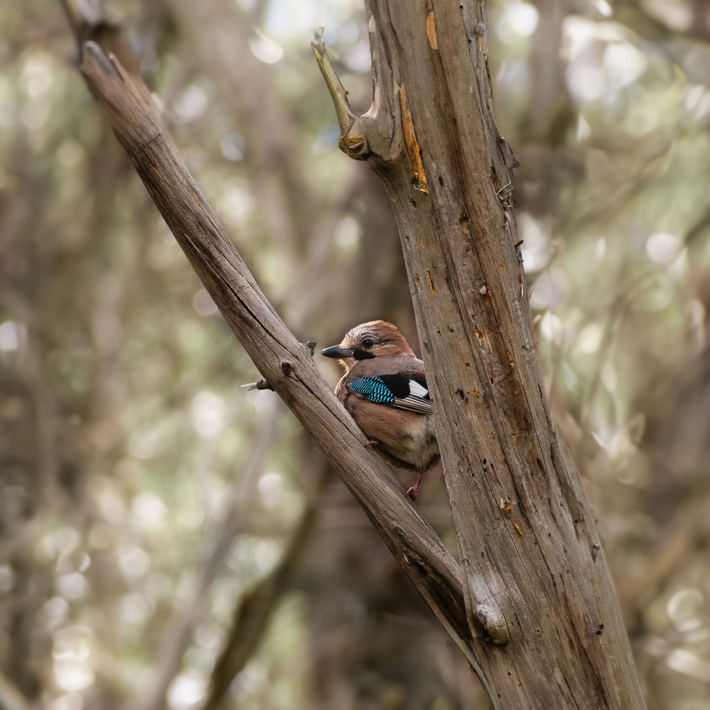 Io sarò la ghiandaia imitatrice