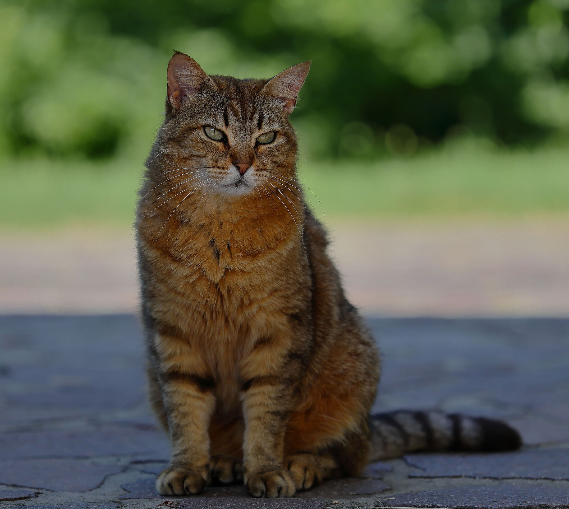 He looks annoyed because there is a dog like me