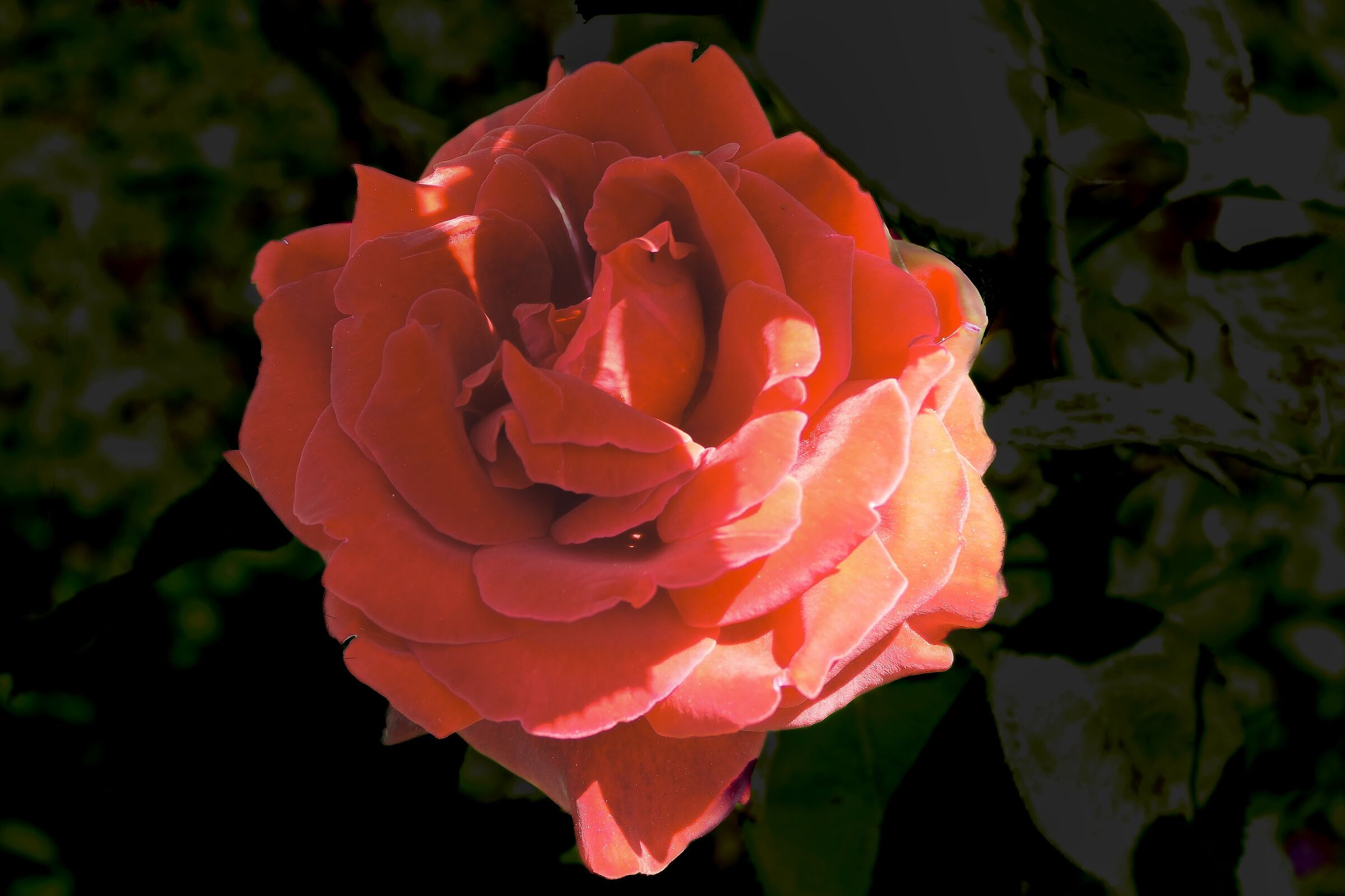 Flower garden