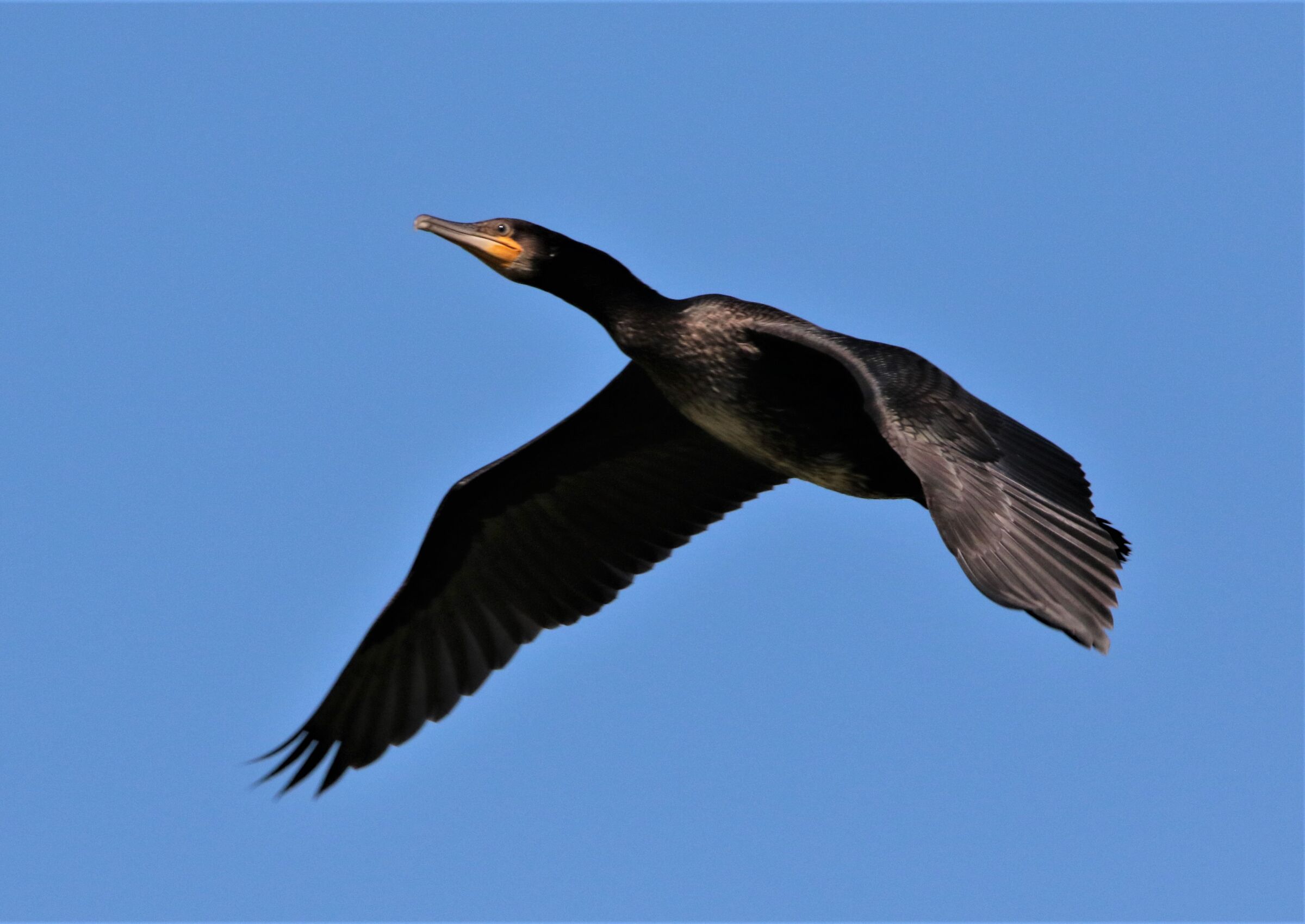 cormorant