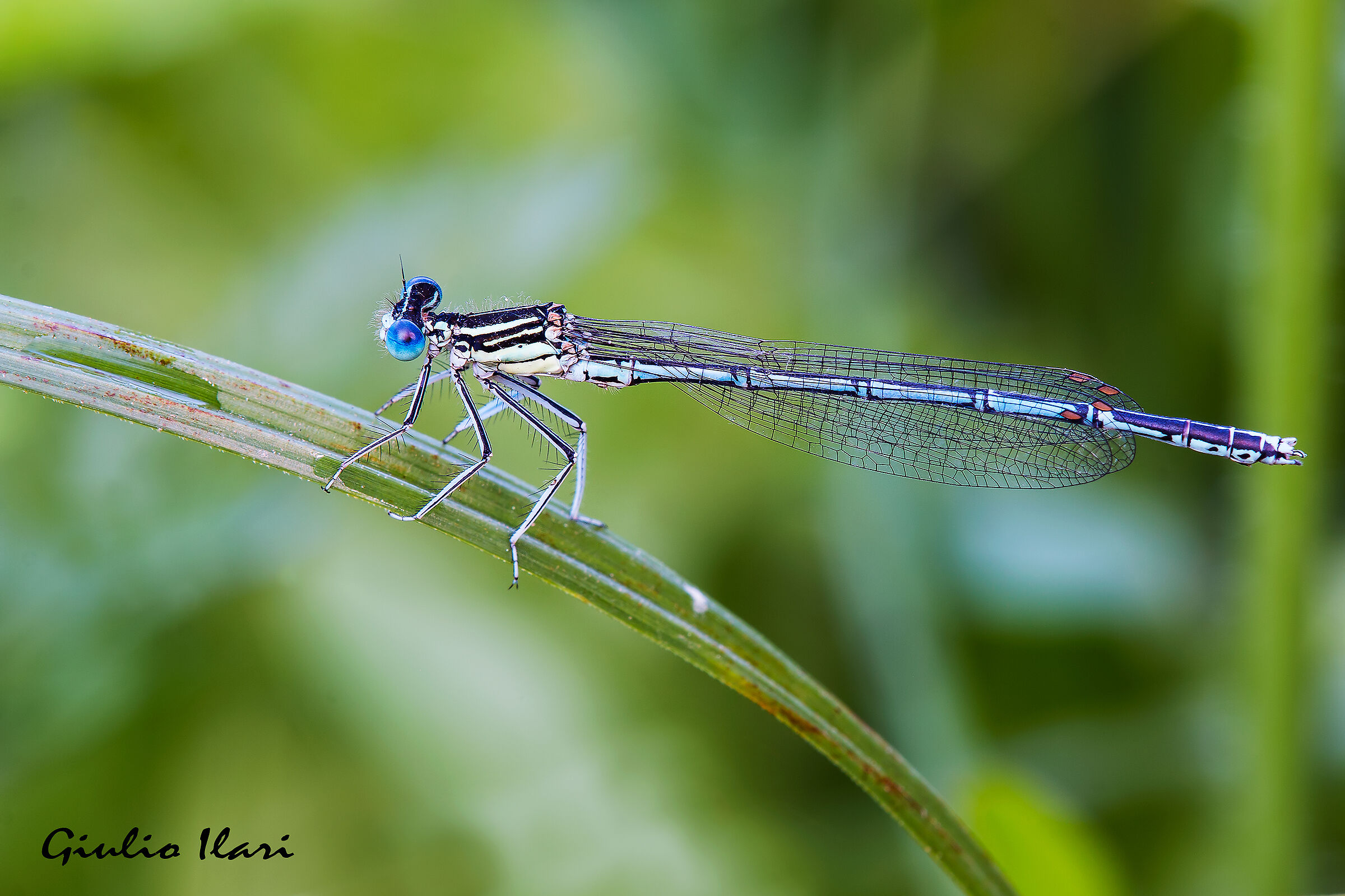 Common wide-legged