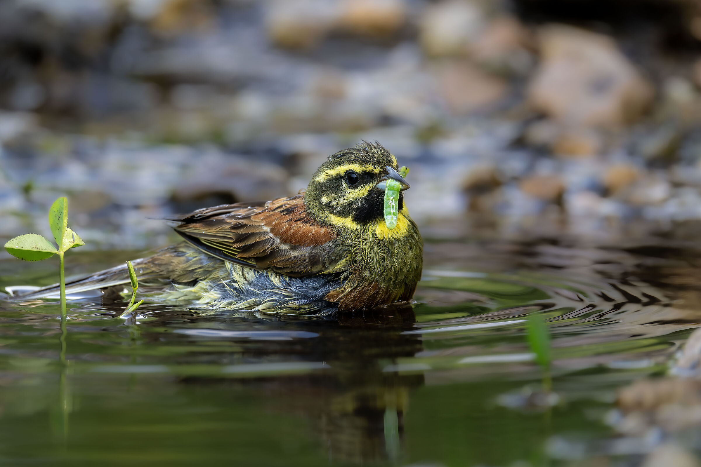 Cirl bunting