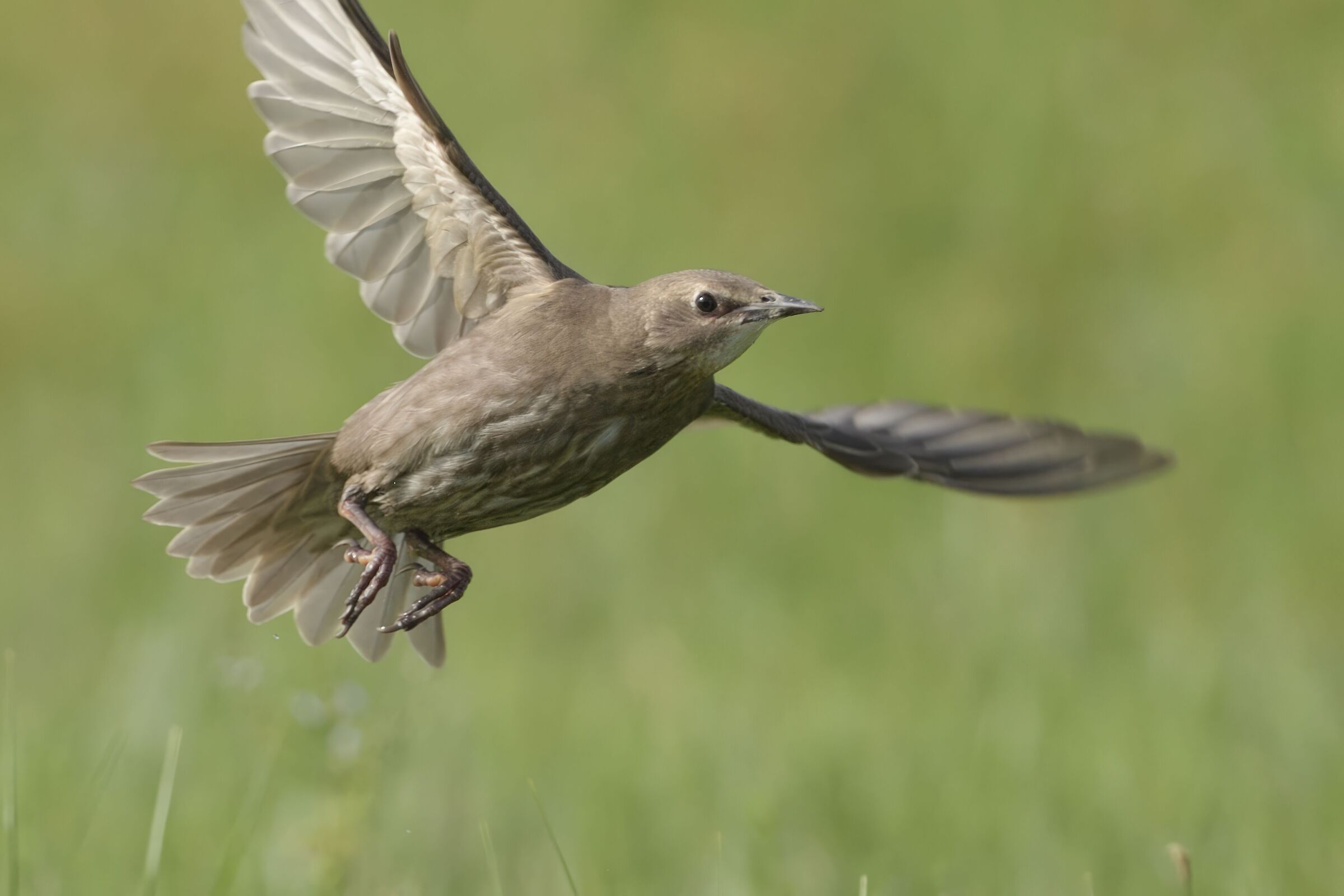 il volo dello storno