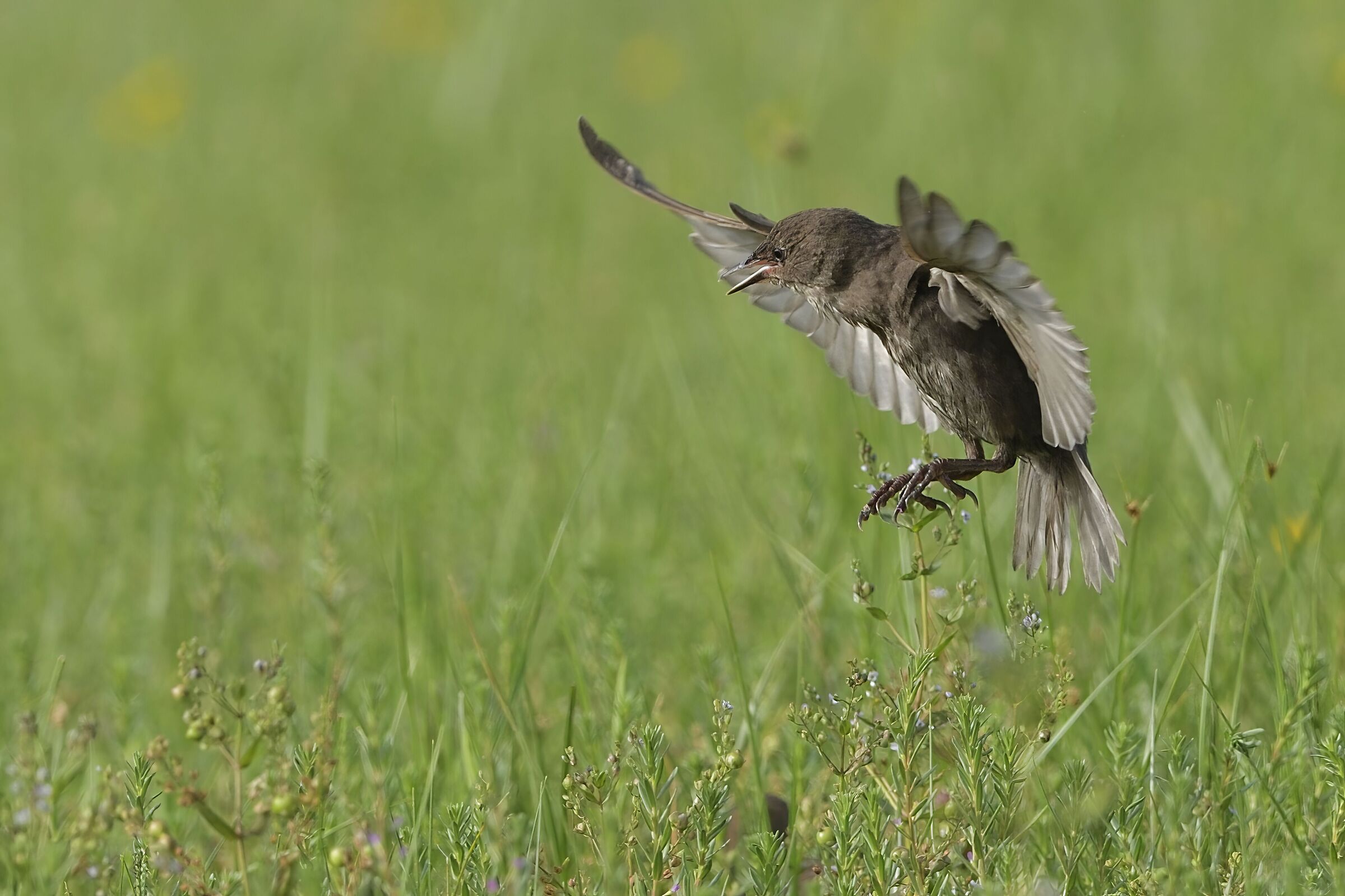 The flight of the starling