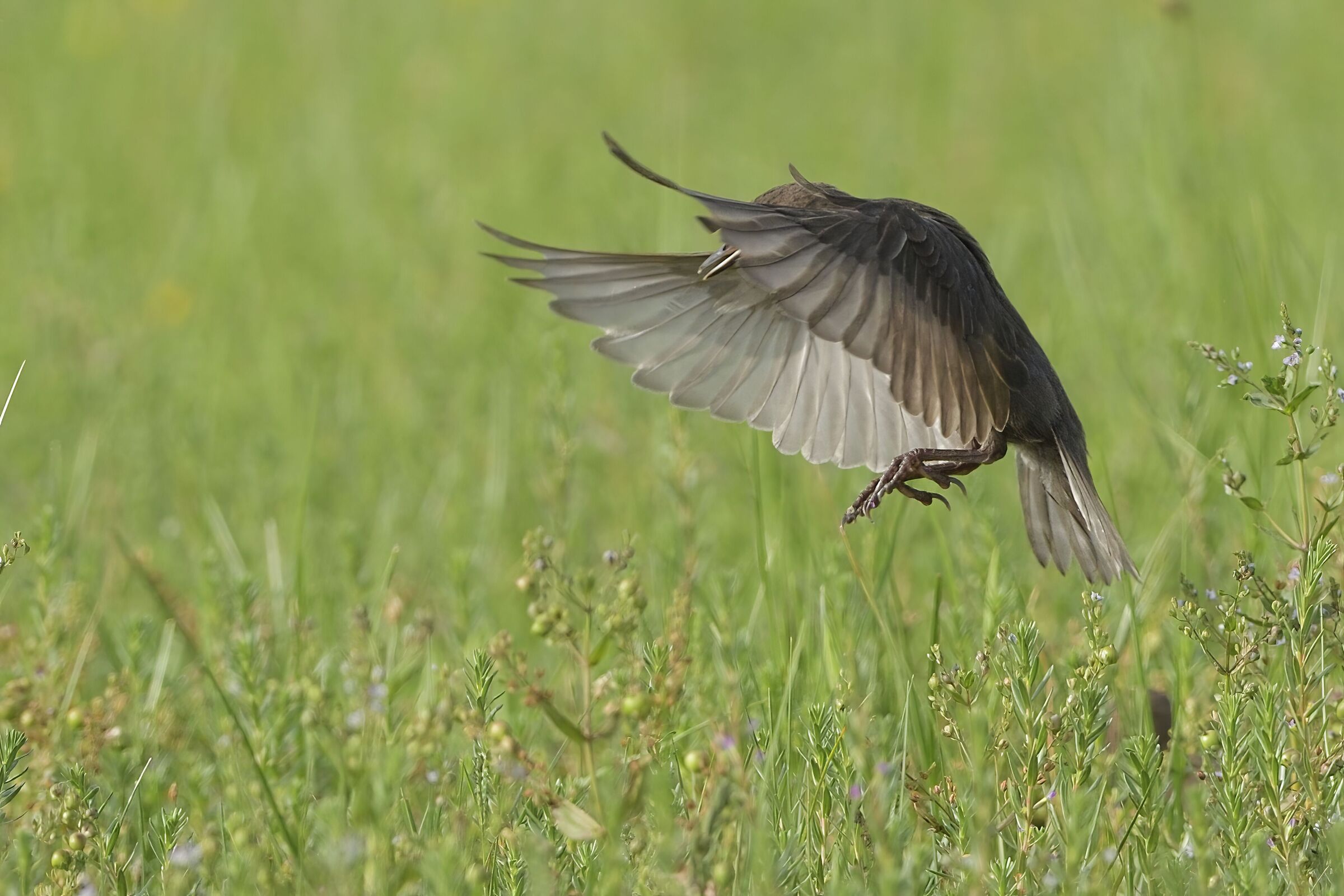 il volo dello storno