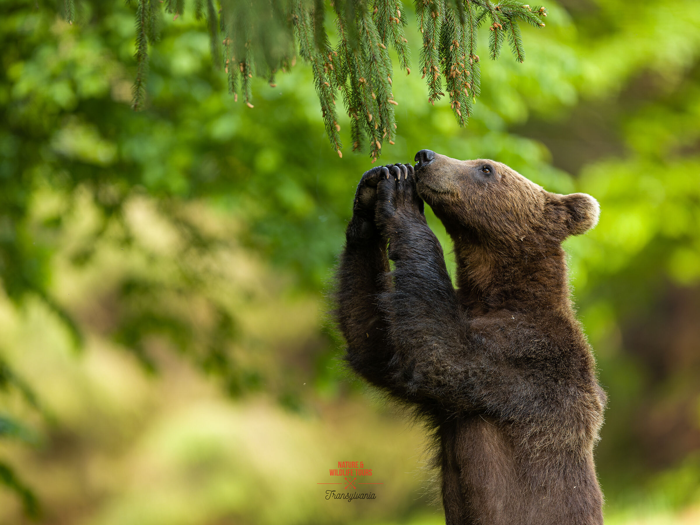 Un cristiano compassionevole