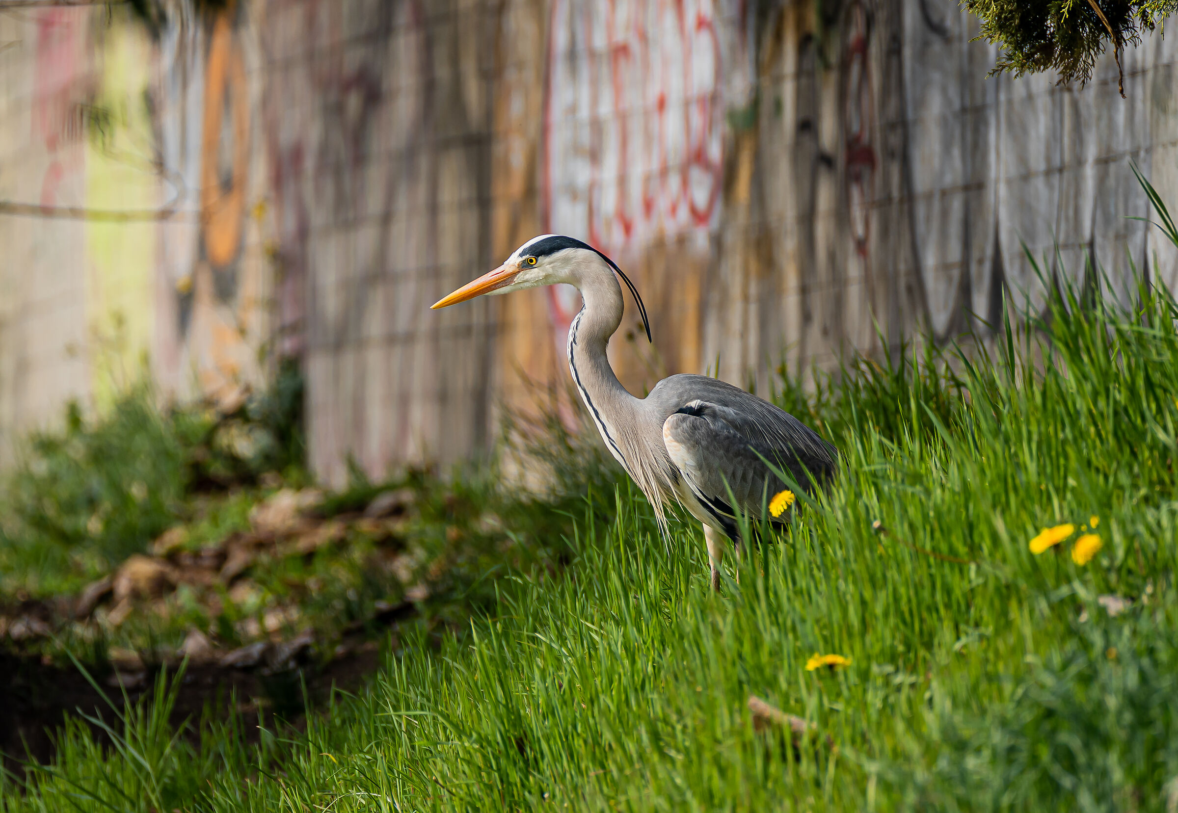 The observer...