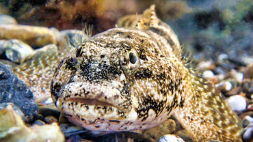 Gobius cobitis