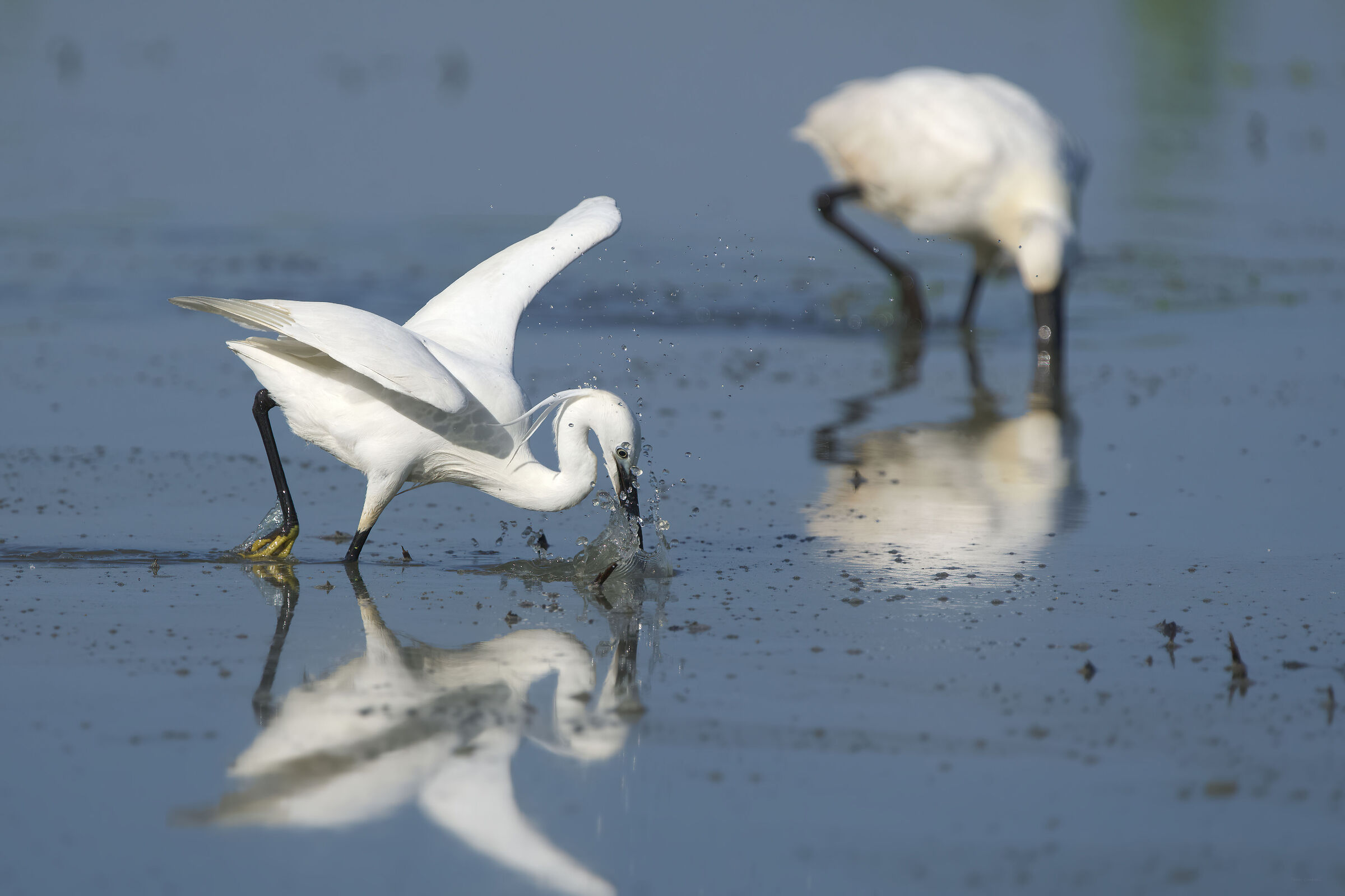Egret on the hunt