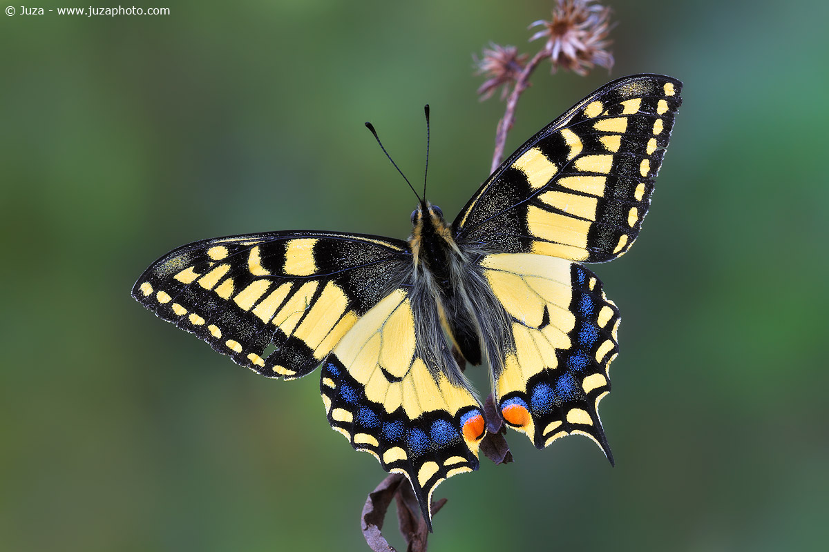 Papilio machaon, 016713