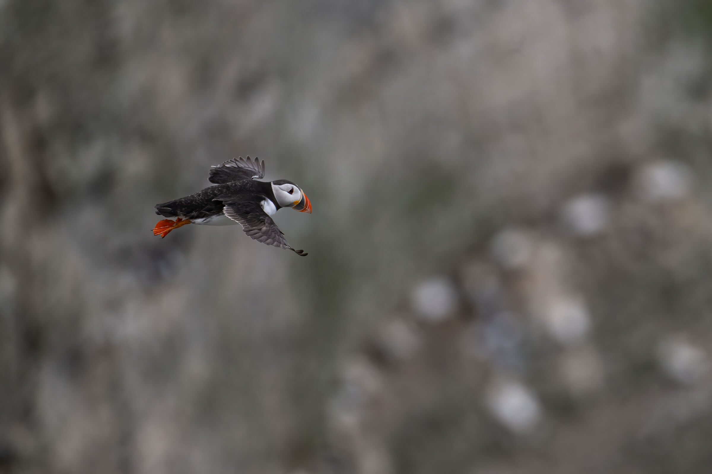 Puffin (Fratercula arctica)
