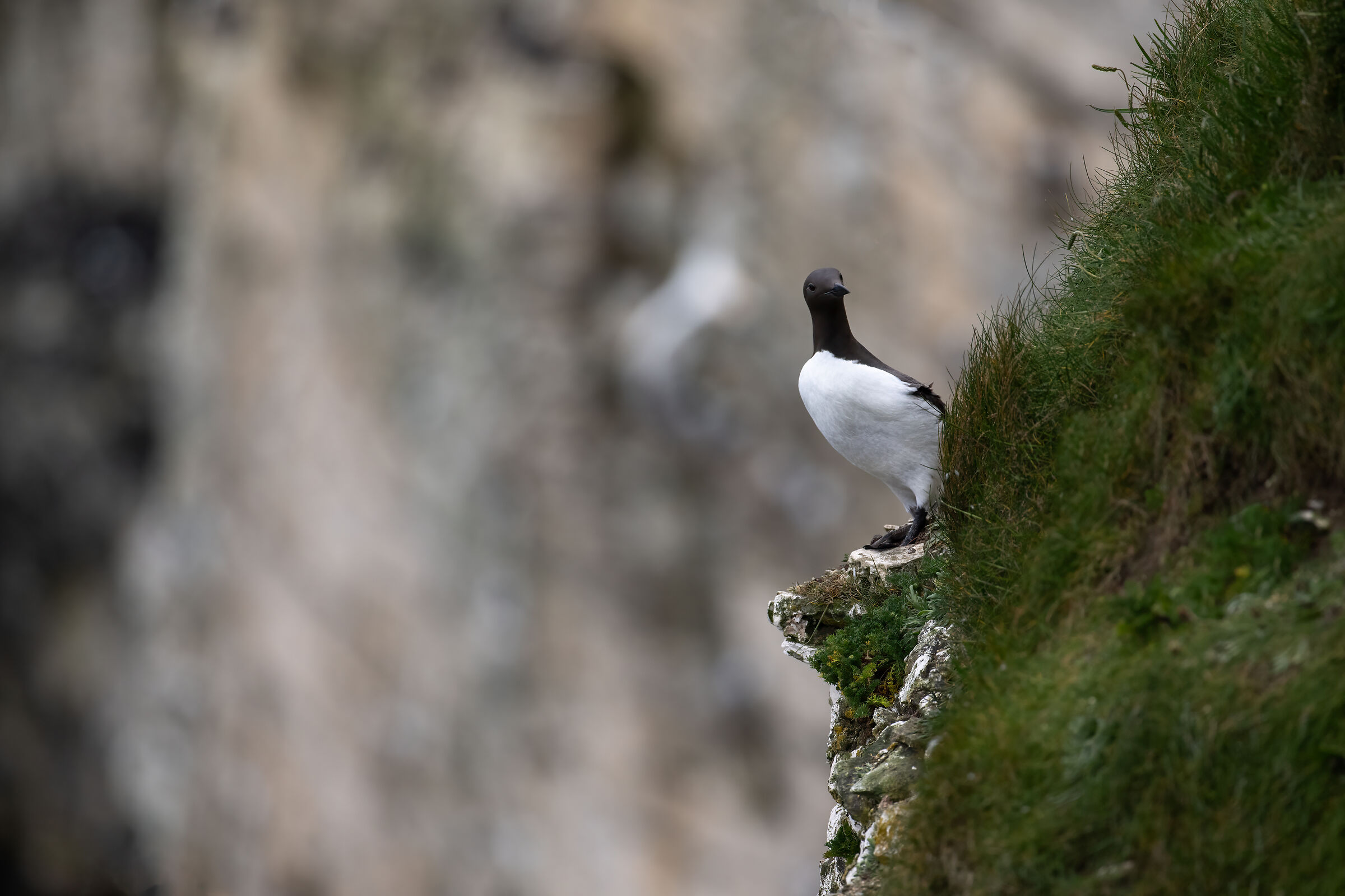Guillemot (Uria Aalge)
