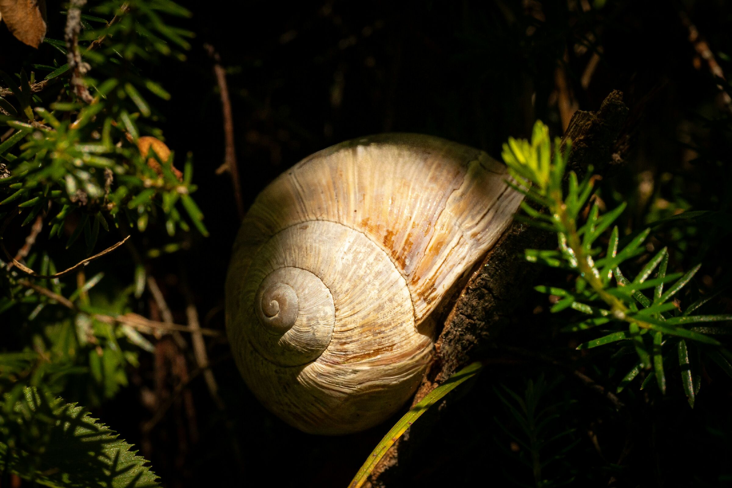 Chiocciola