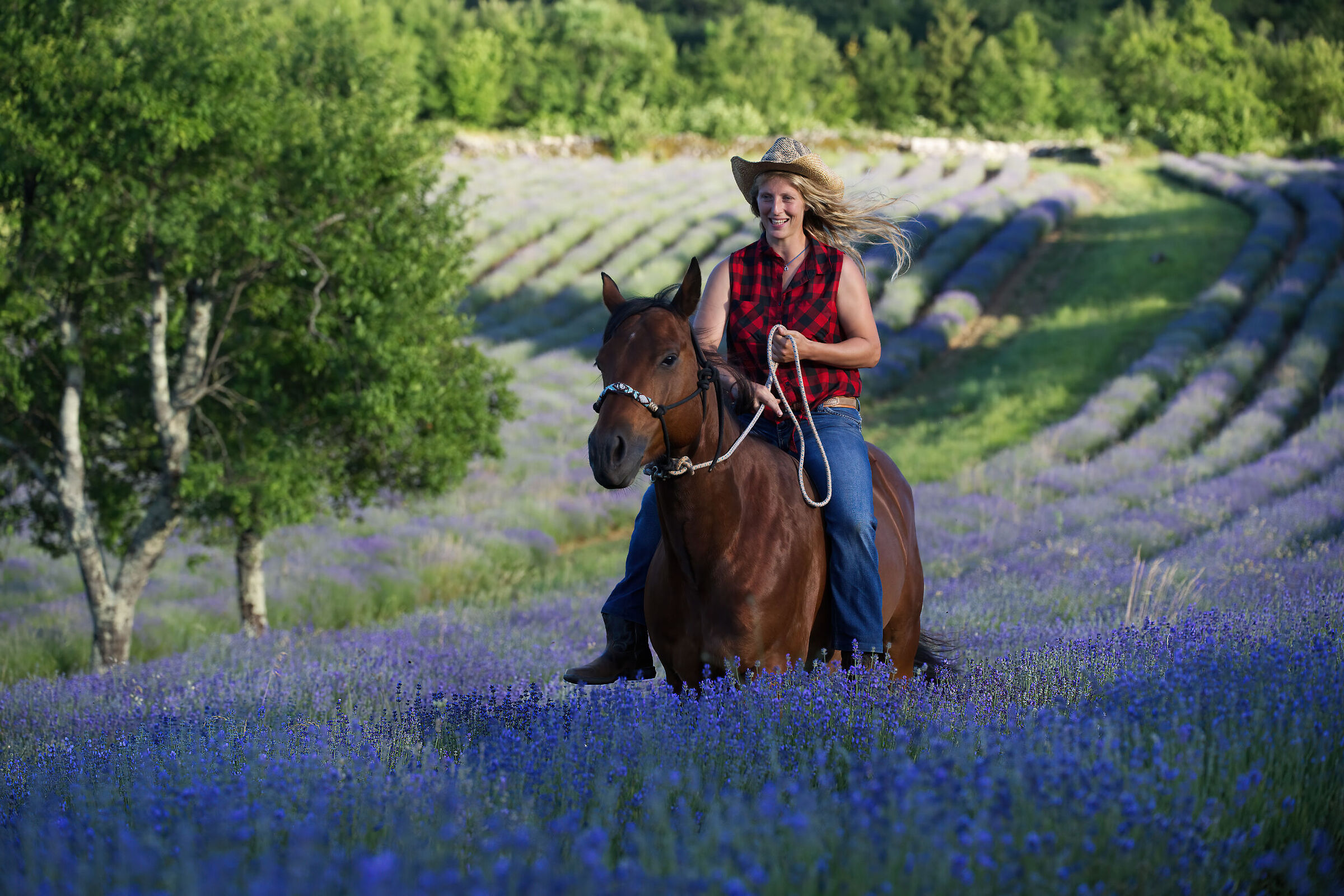 Lavender
