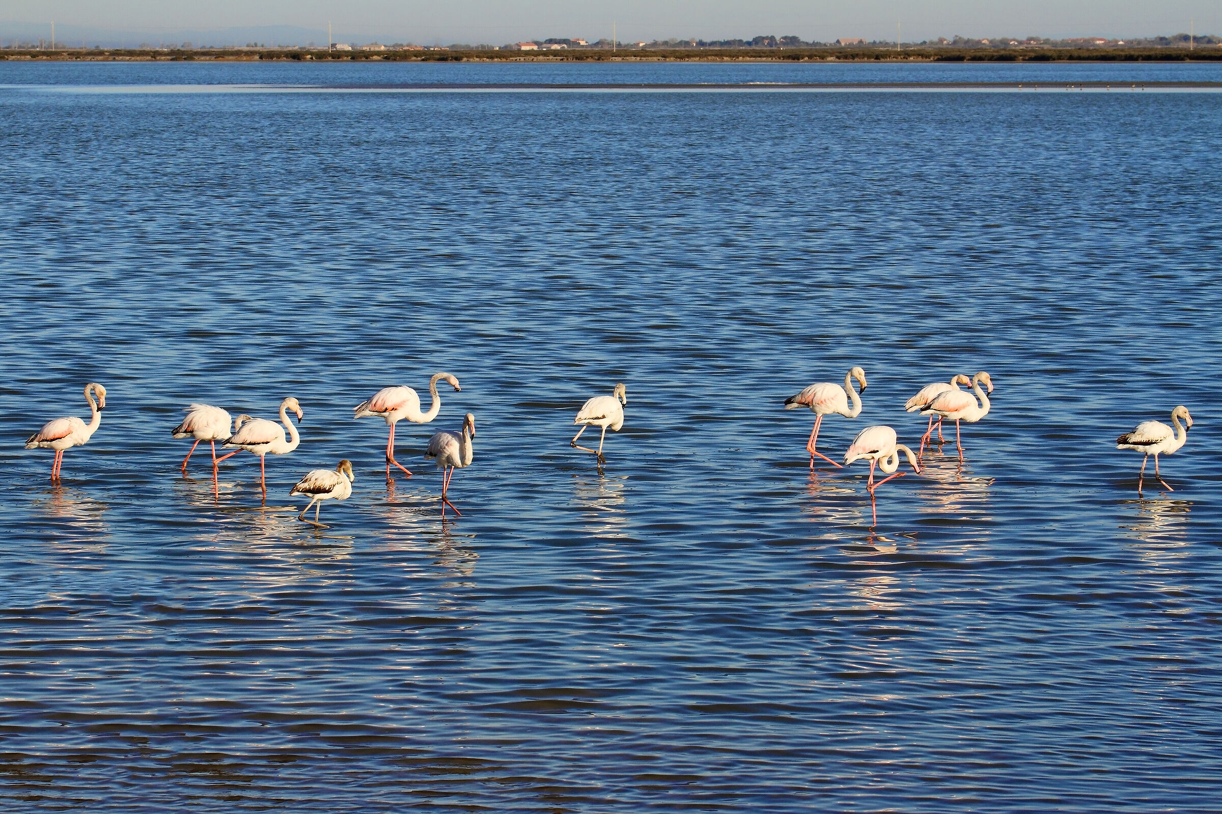 nous sommes la Camargue... Route de la Mer