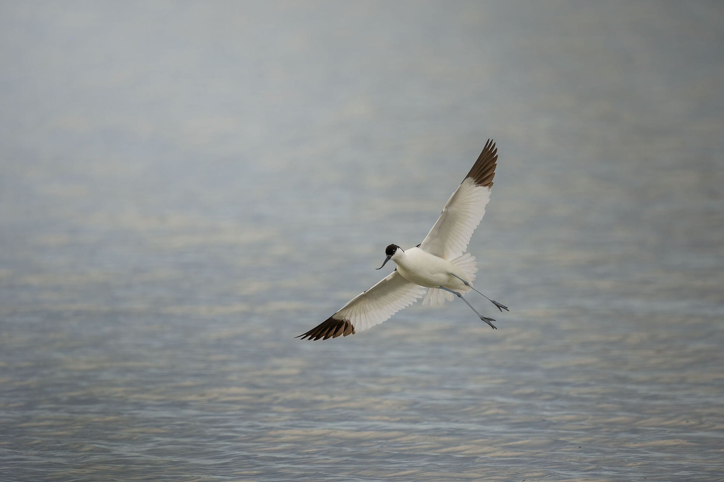 Avoceta