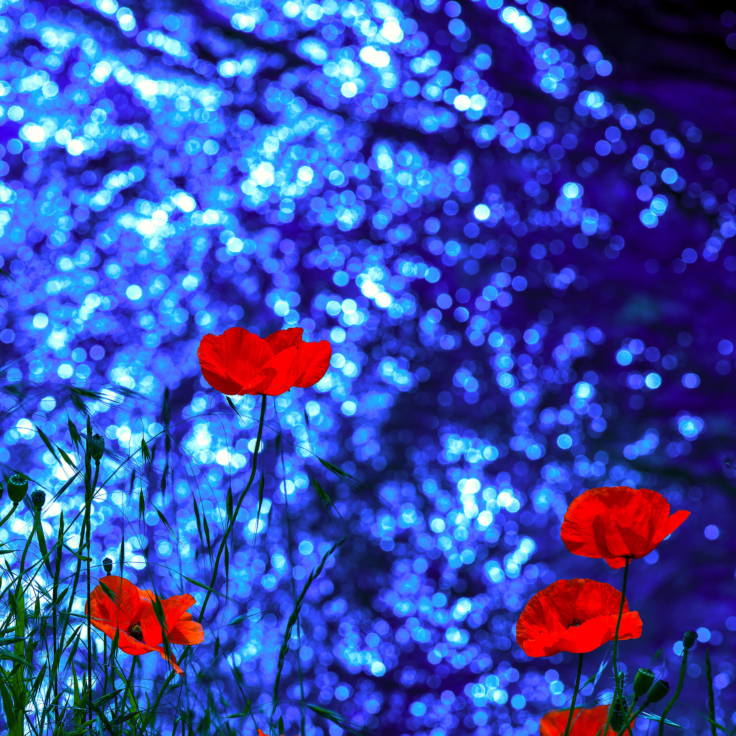 Poppies in the moonlight