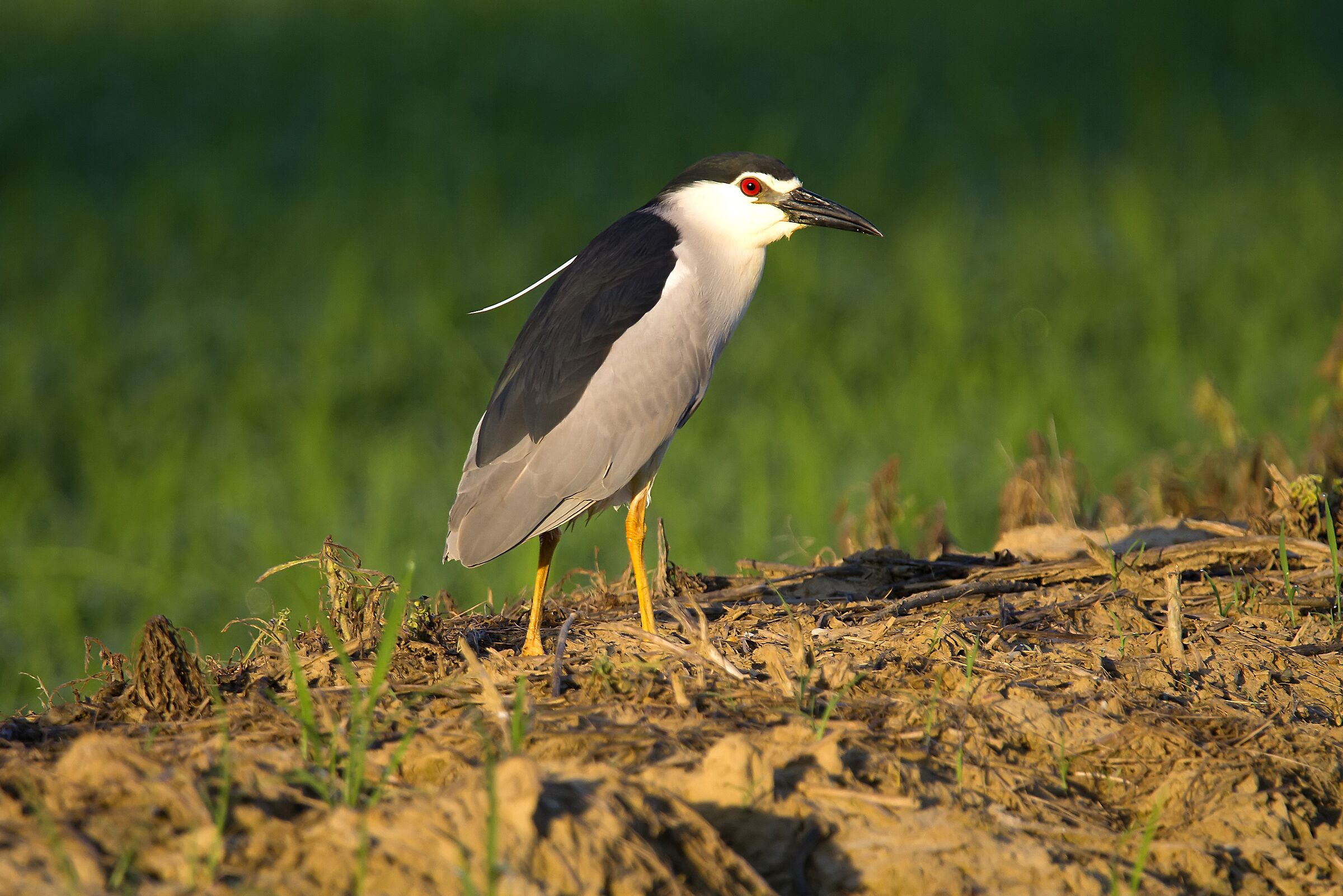 Nitticora - Vercelli rice fields